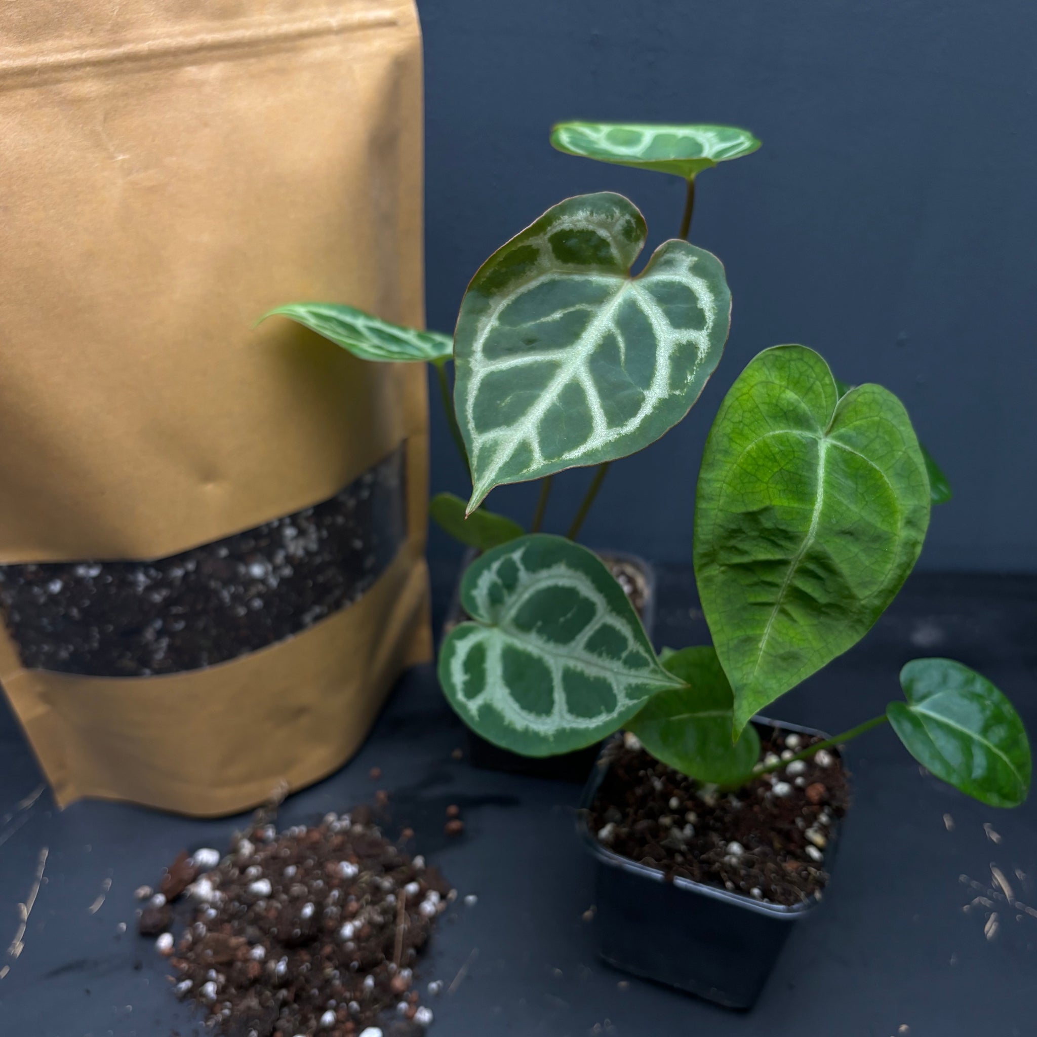 Starter pack with 2 bags of substrate and 2 plants: Anthurium Crystal Hope X crystallinum, Anthurium forgetiiX