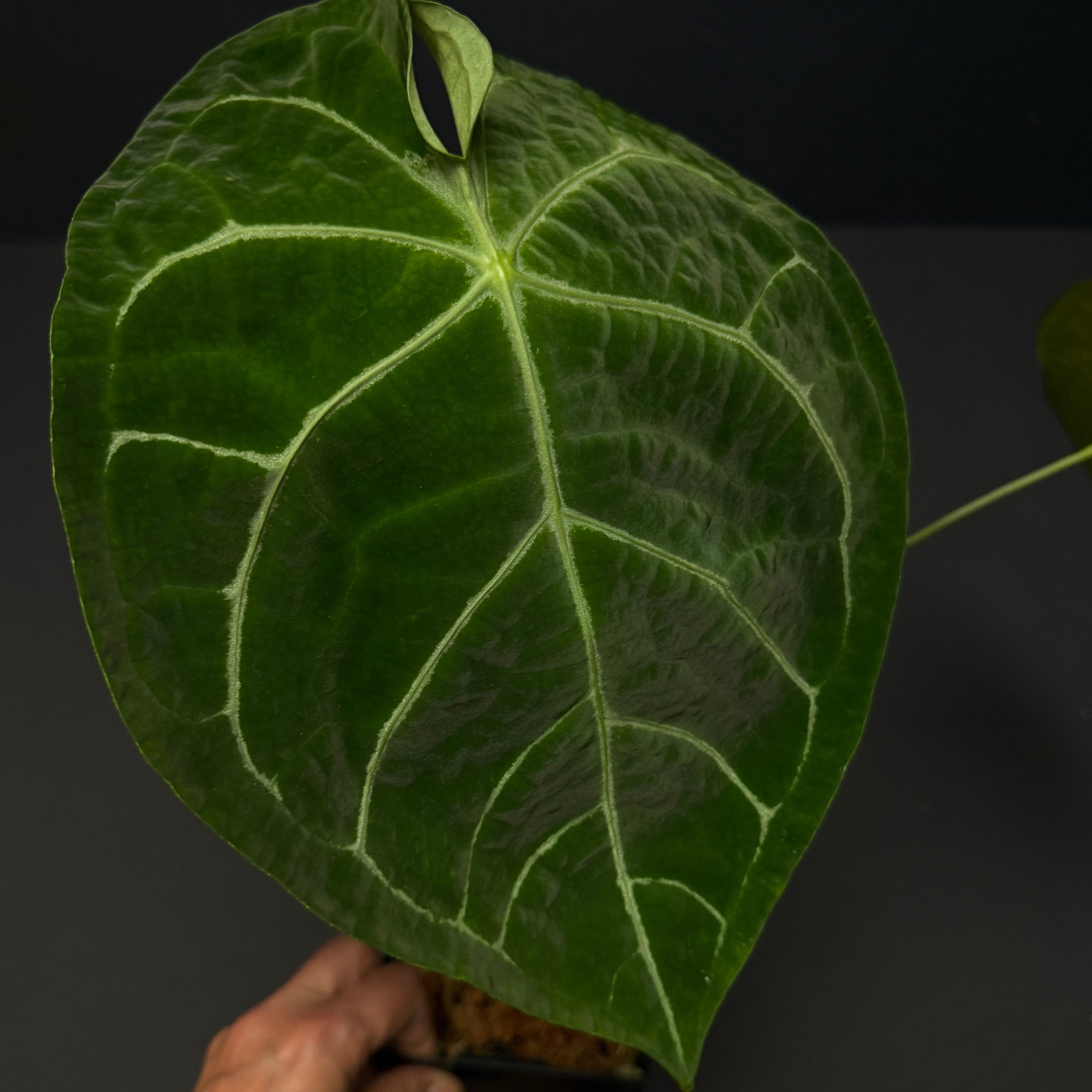 Anthurium forgetii X crystallinum