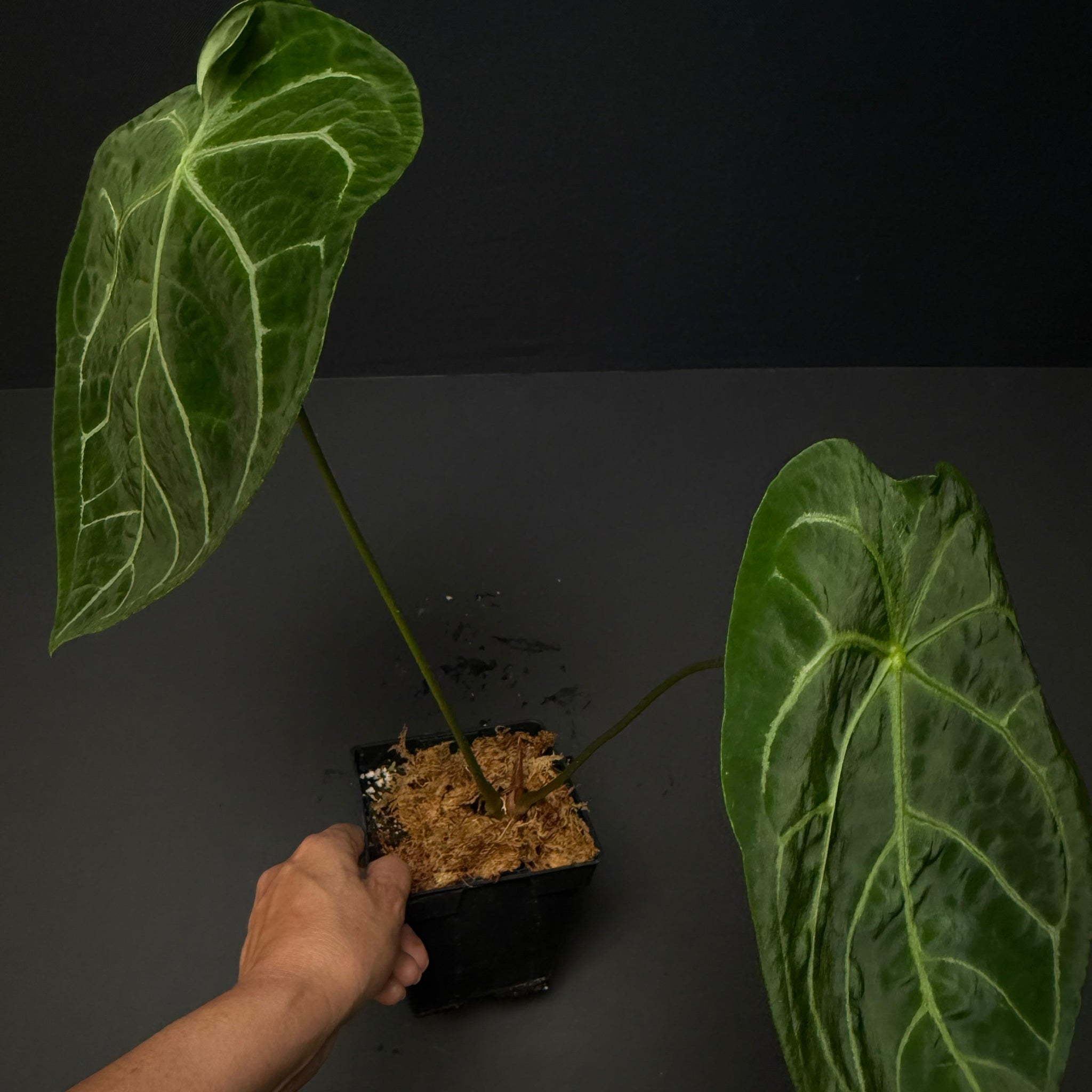 Anthurium forgetii X crystallinum