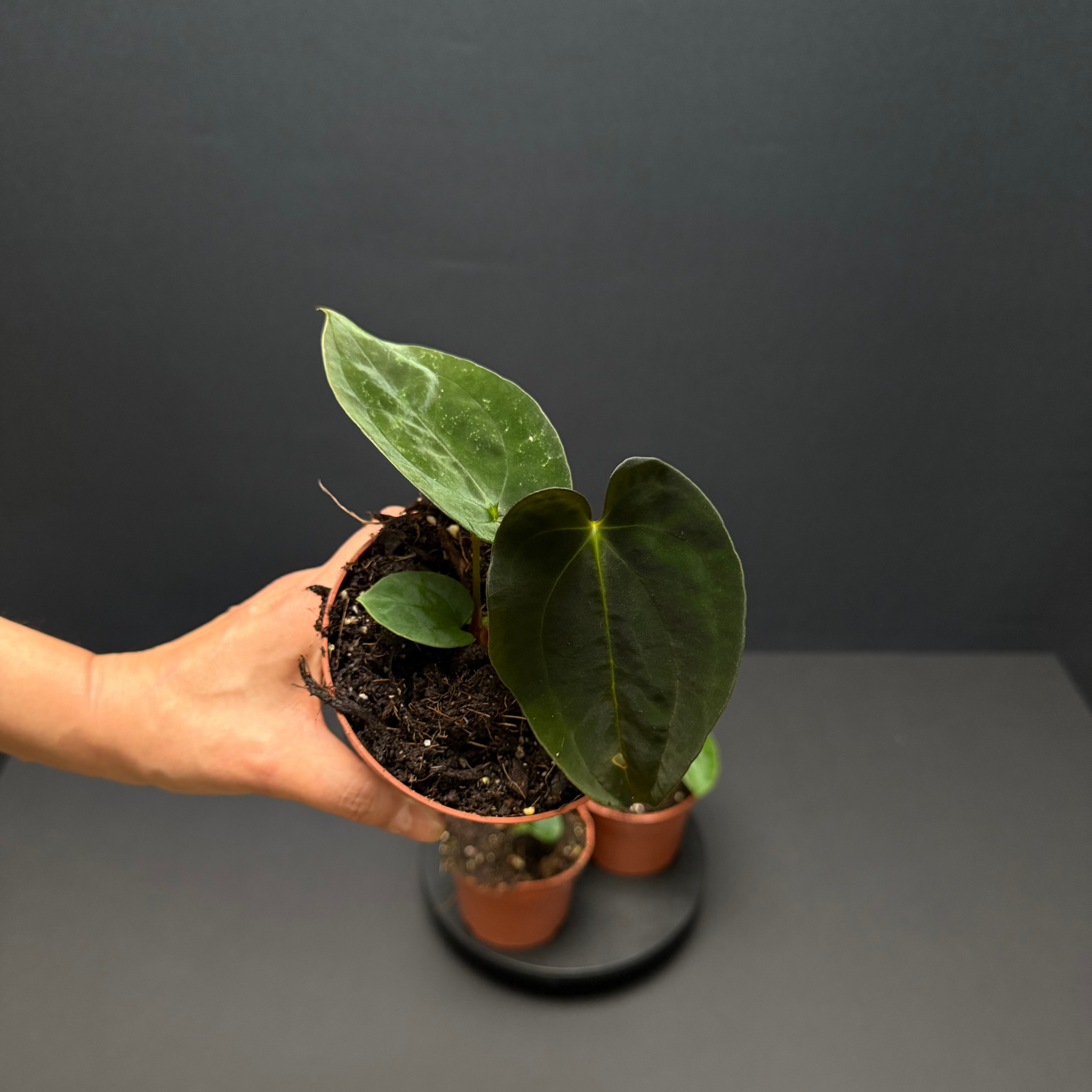 Anthurium papillilaminum