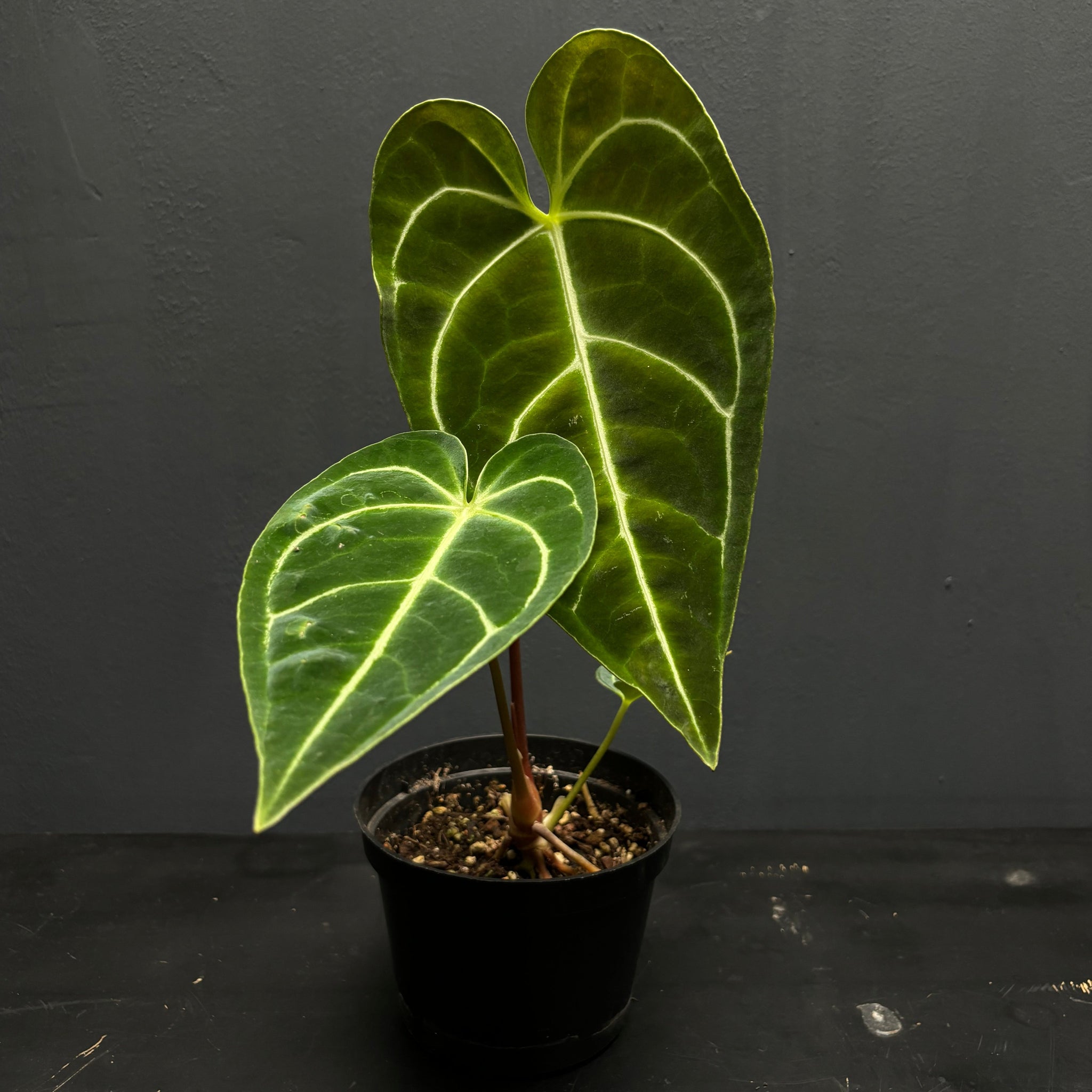 Anthurium regale