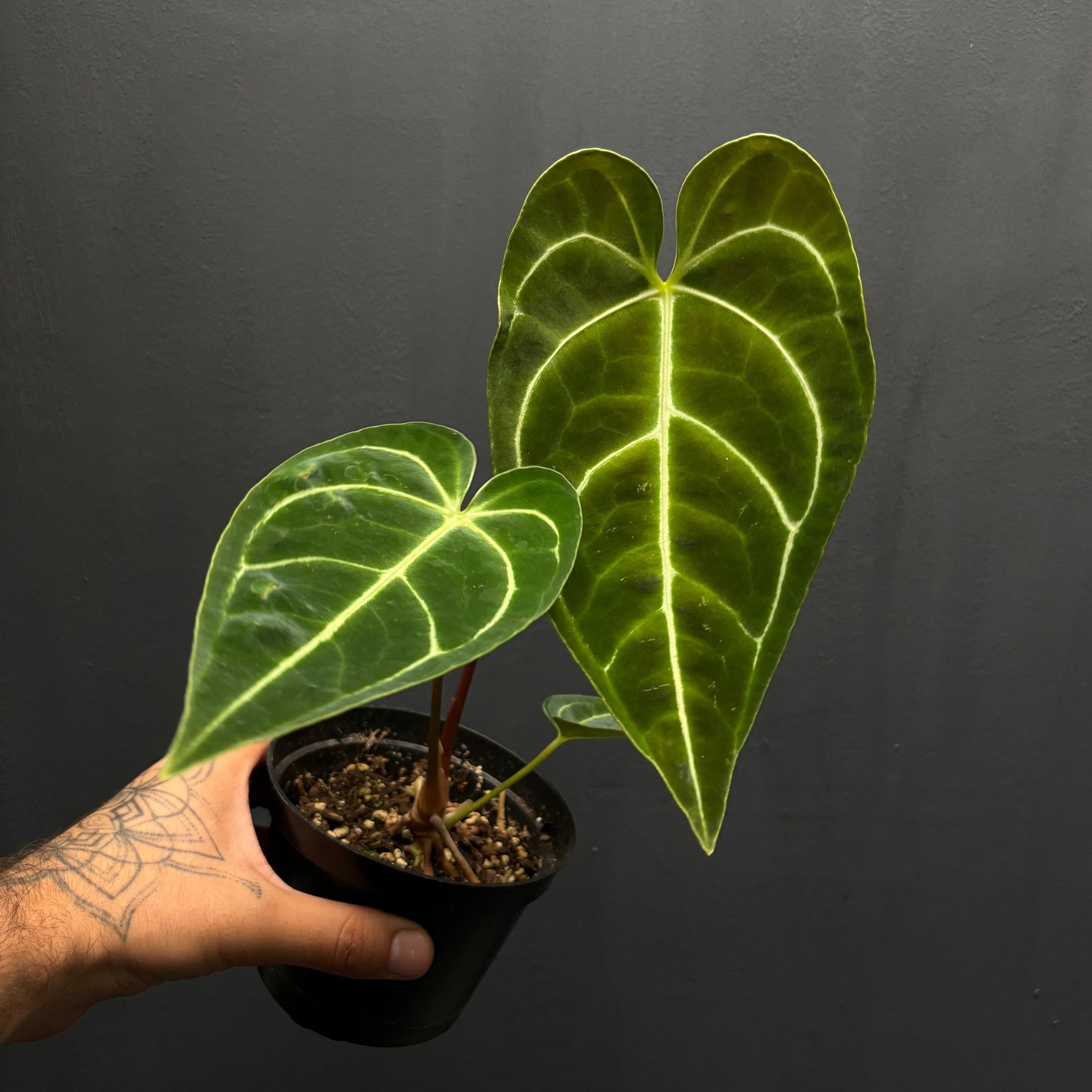 Anthurium regale