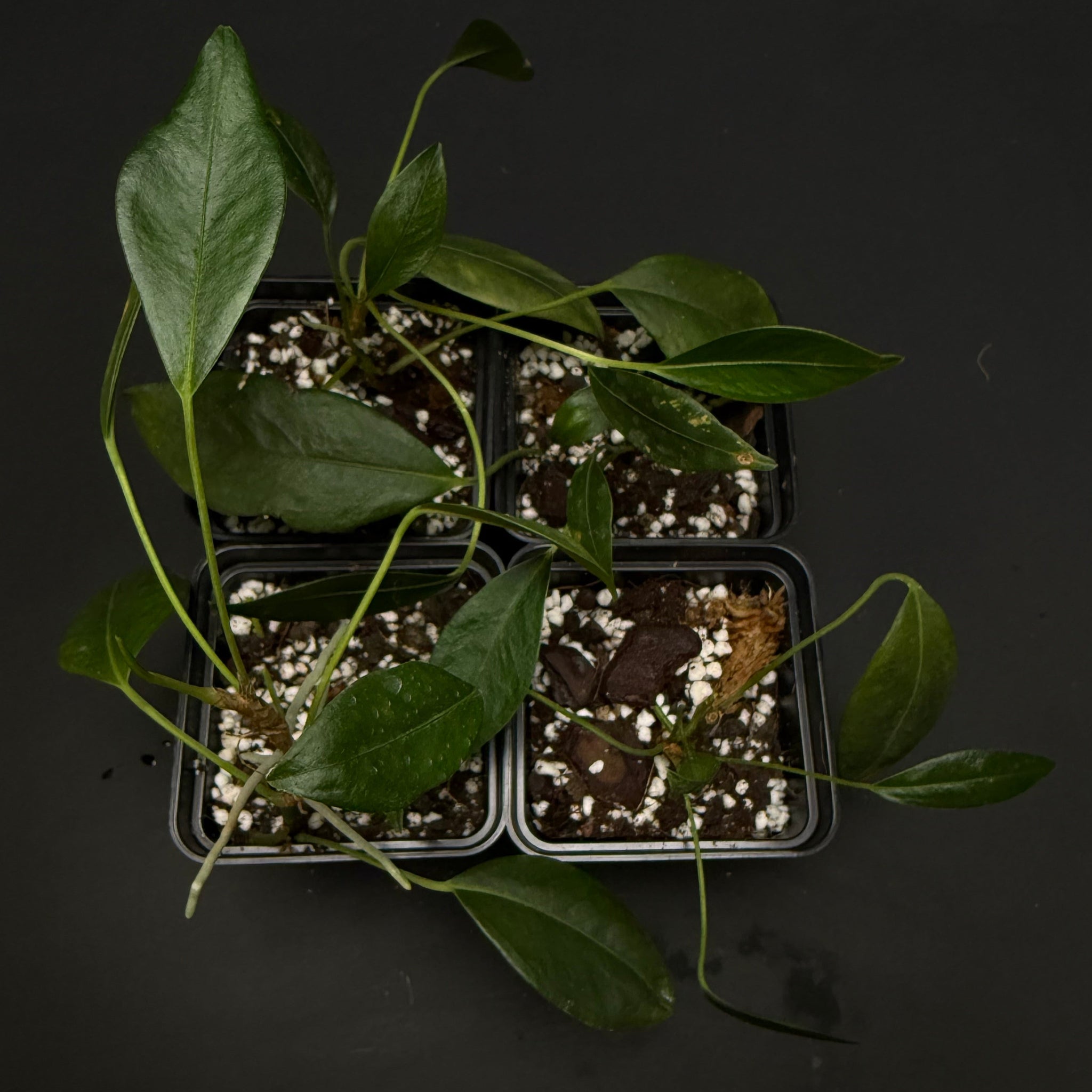 Anthurium scandens