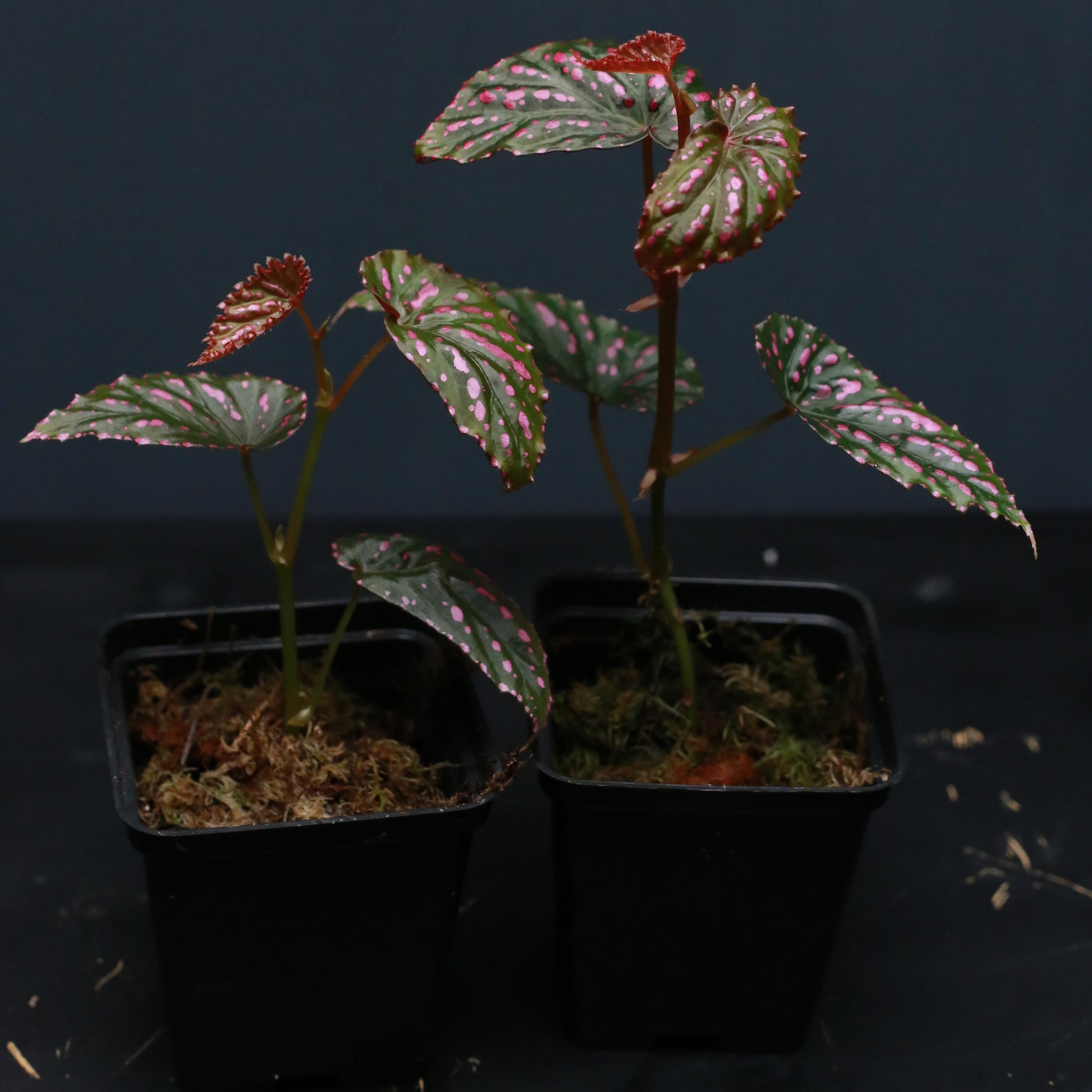 Begonia chlorosticta X negrosensis