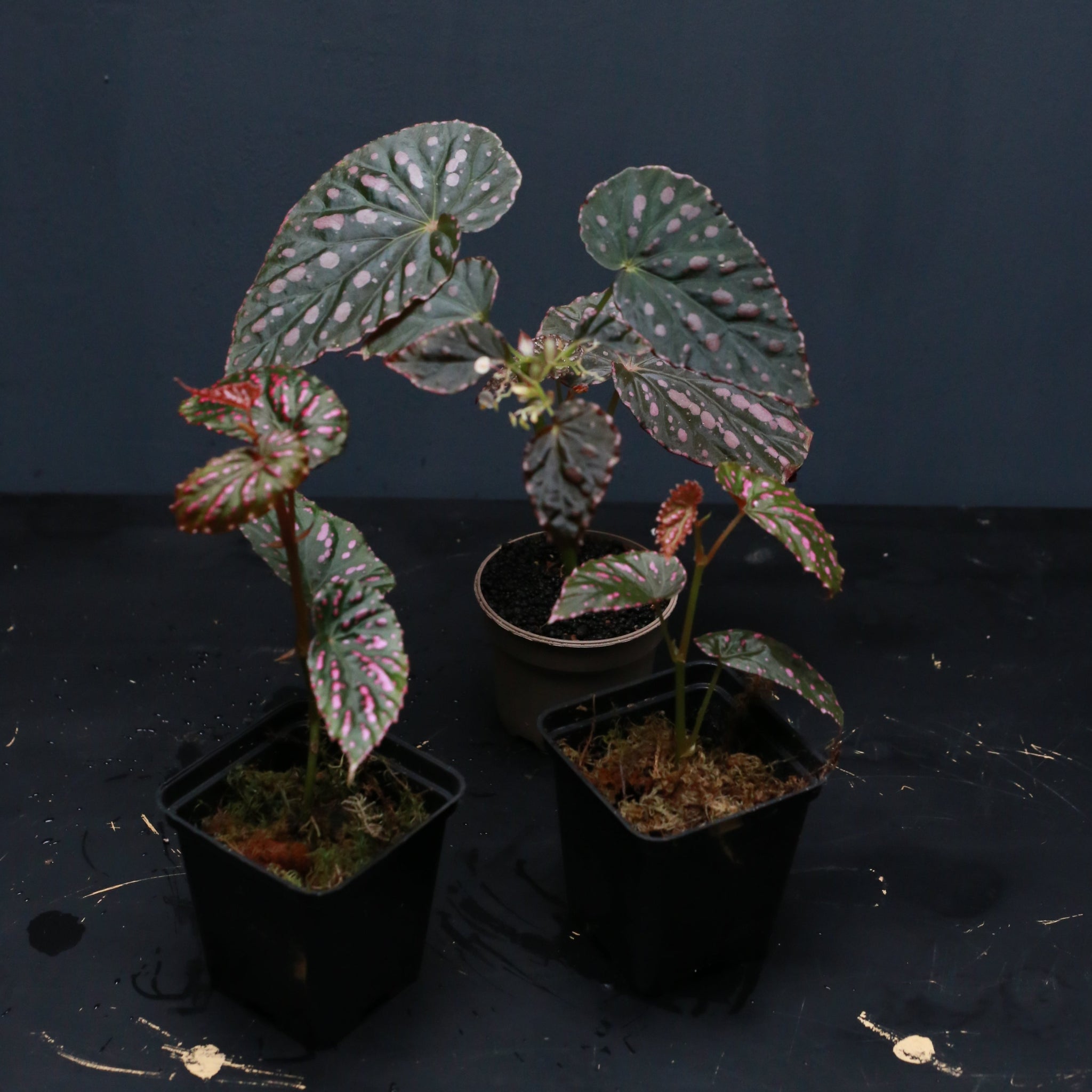 Begonia chlorosticta X negrosensis