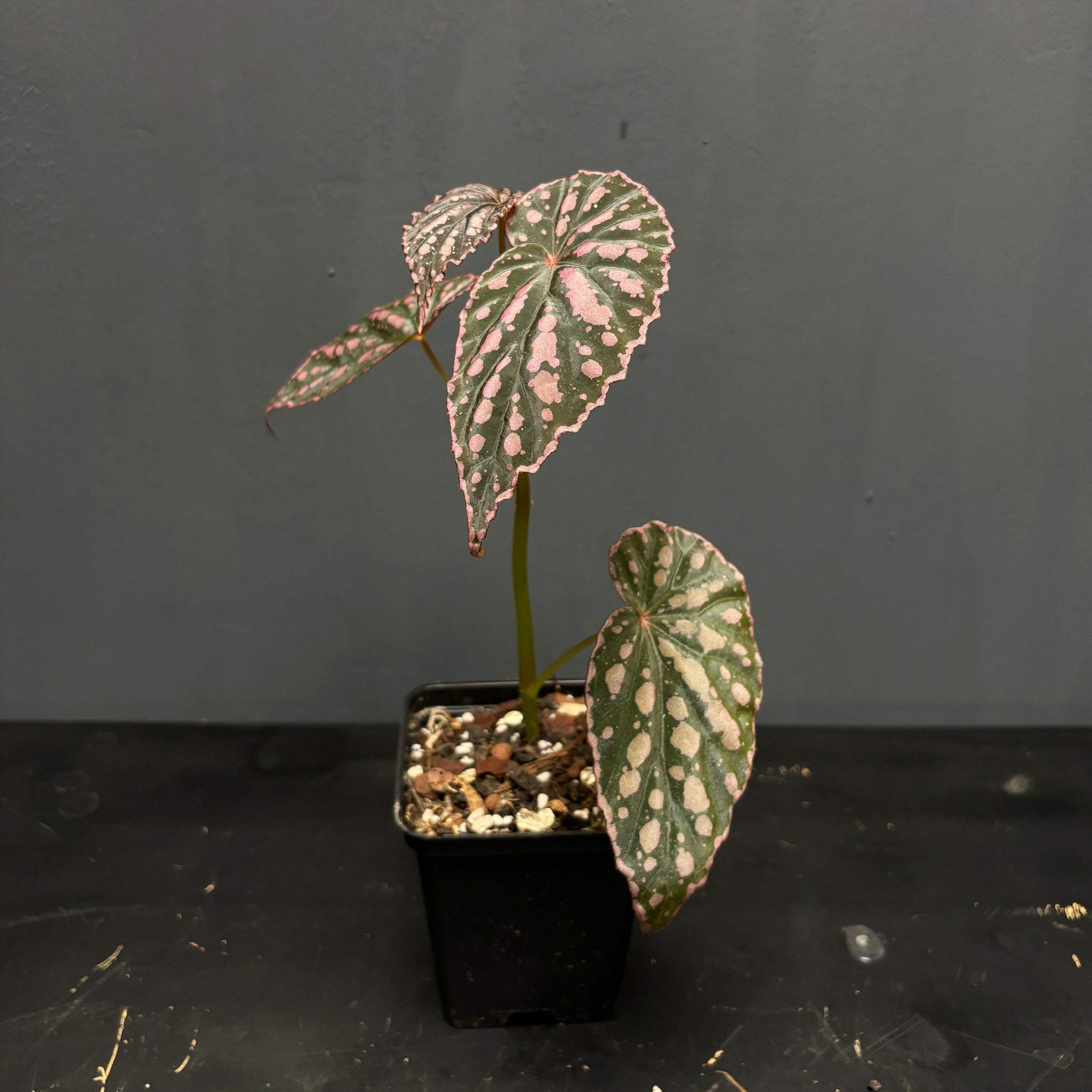 Begonia negrosensis