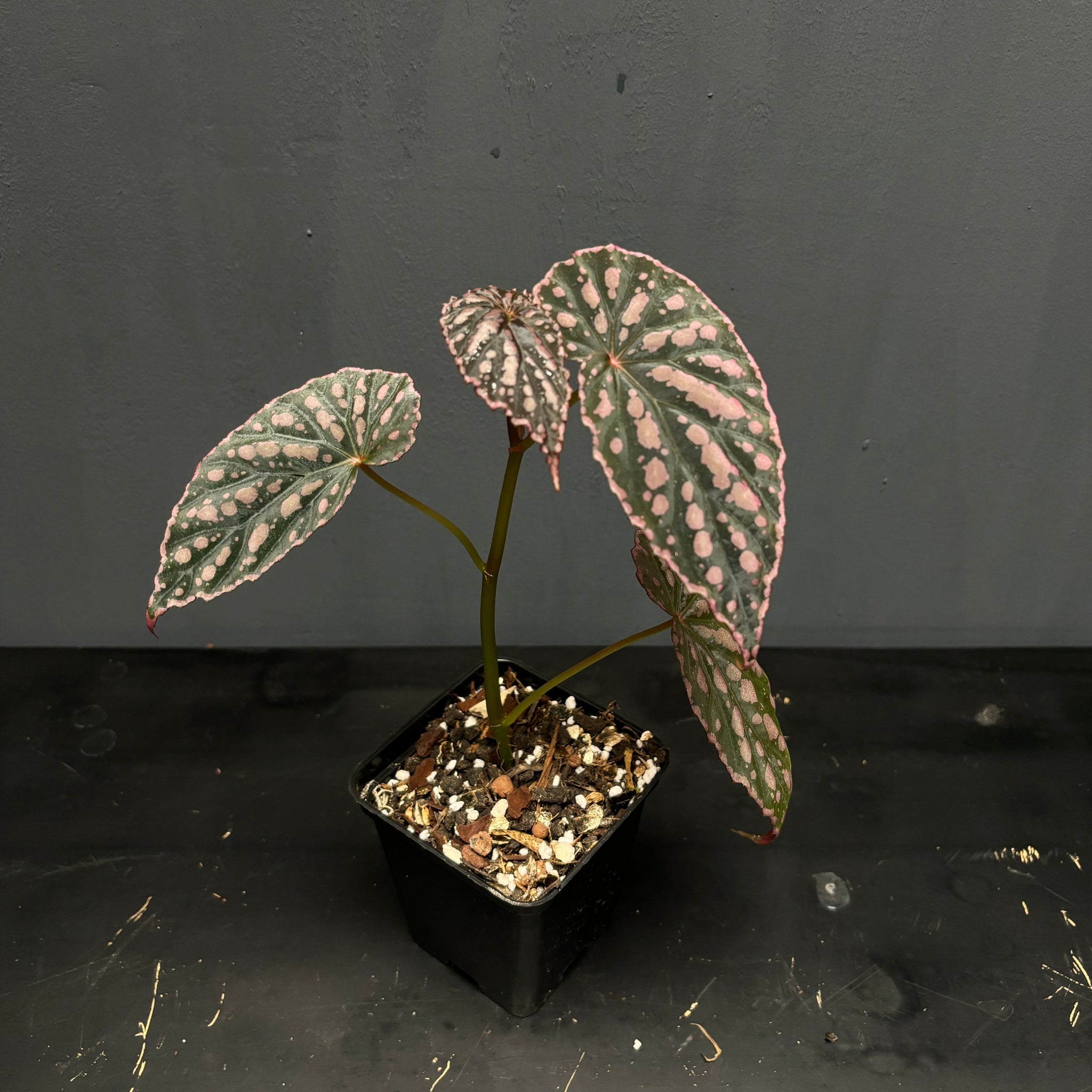 Begonia negrosensis