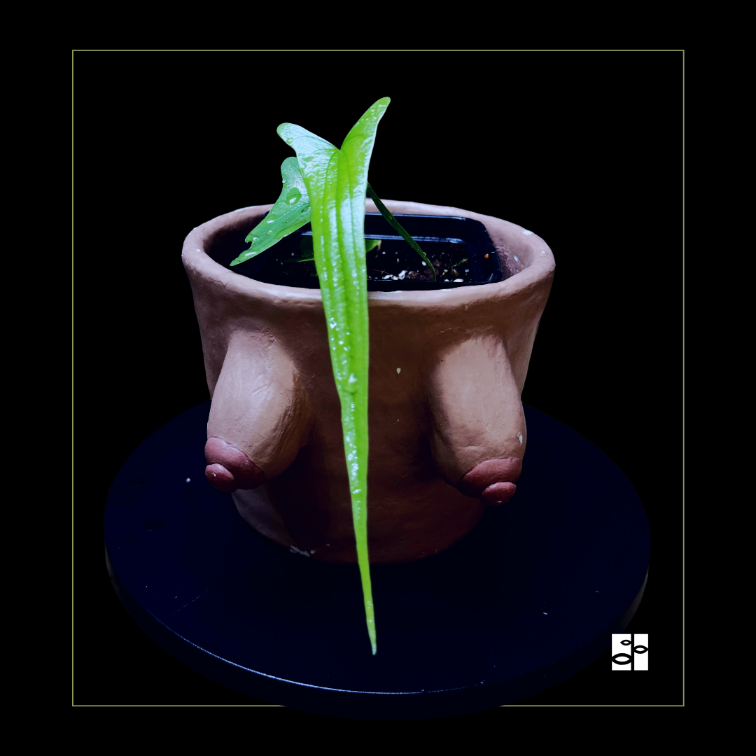 Dioscorea sp Borneo