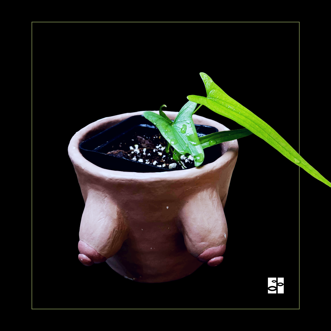 Dioscorea sp Borneo