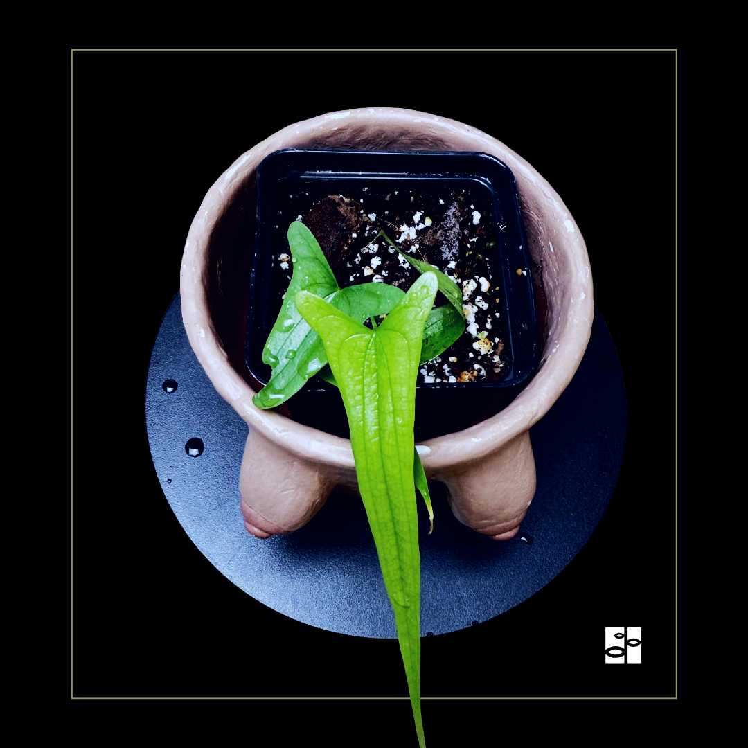 Dioscorea sp Borneo