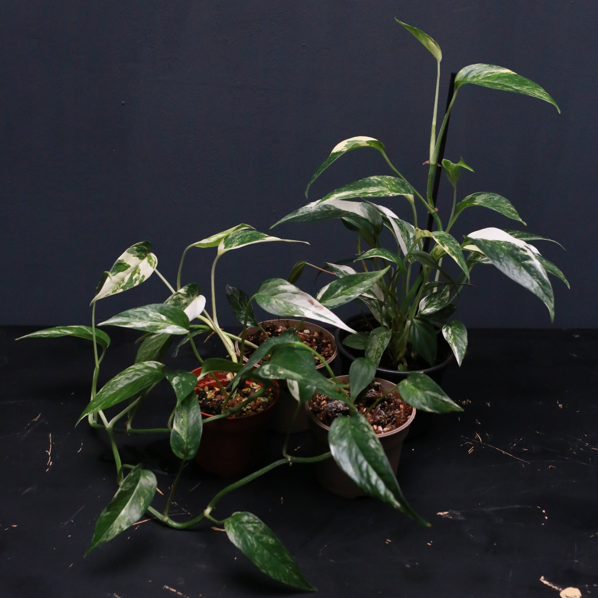 Epipremnum pinnatum albo variegata