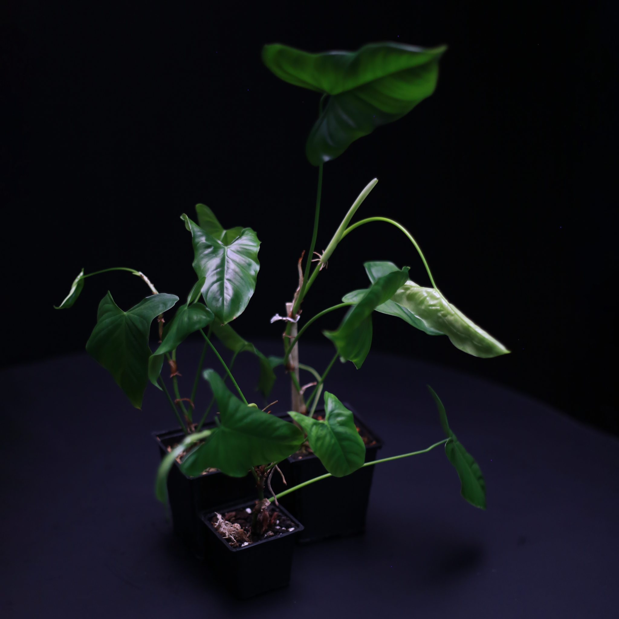 Philodendron oxapapense