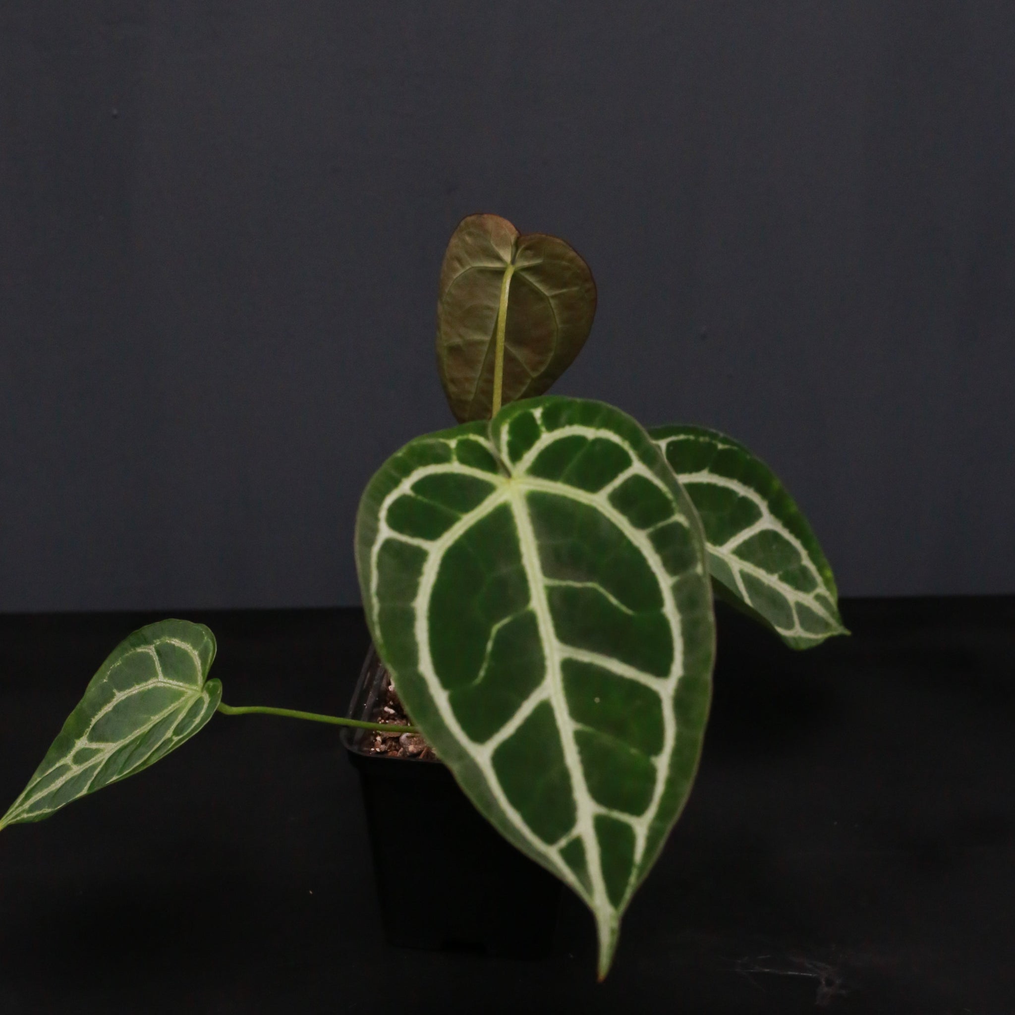 Anthurium Crystal Hope x cordifolium