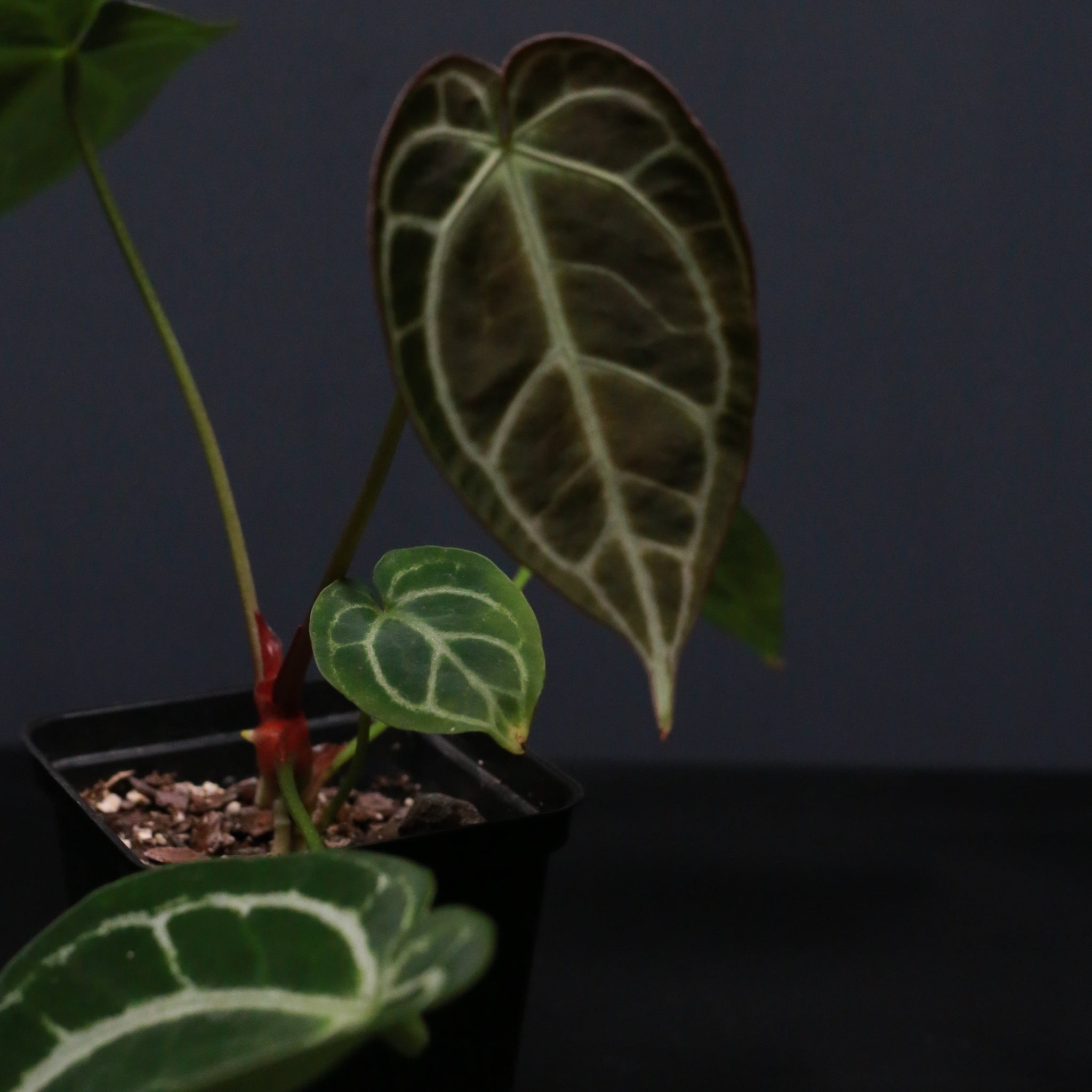 Anthurium Crystal Hope x cordifolium