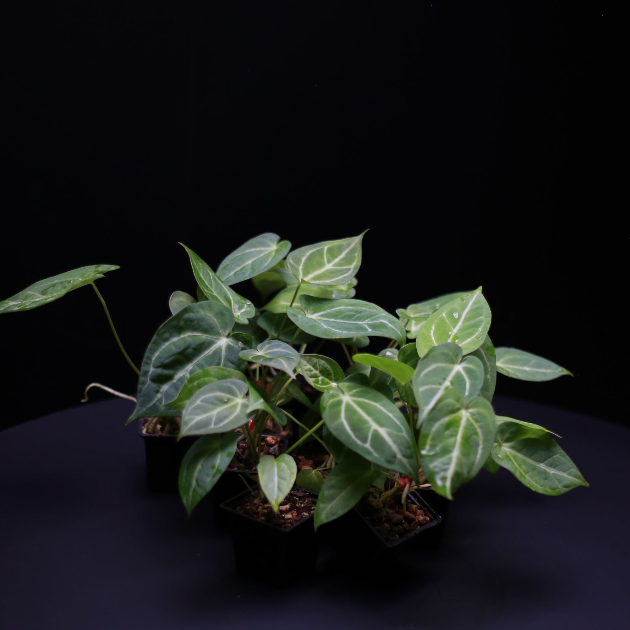 Anthurium magnificum hybrid