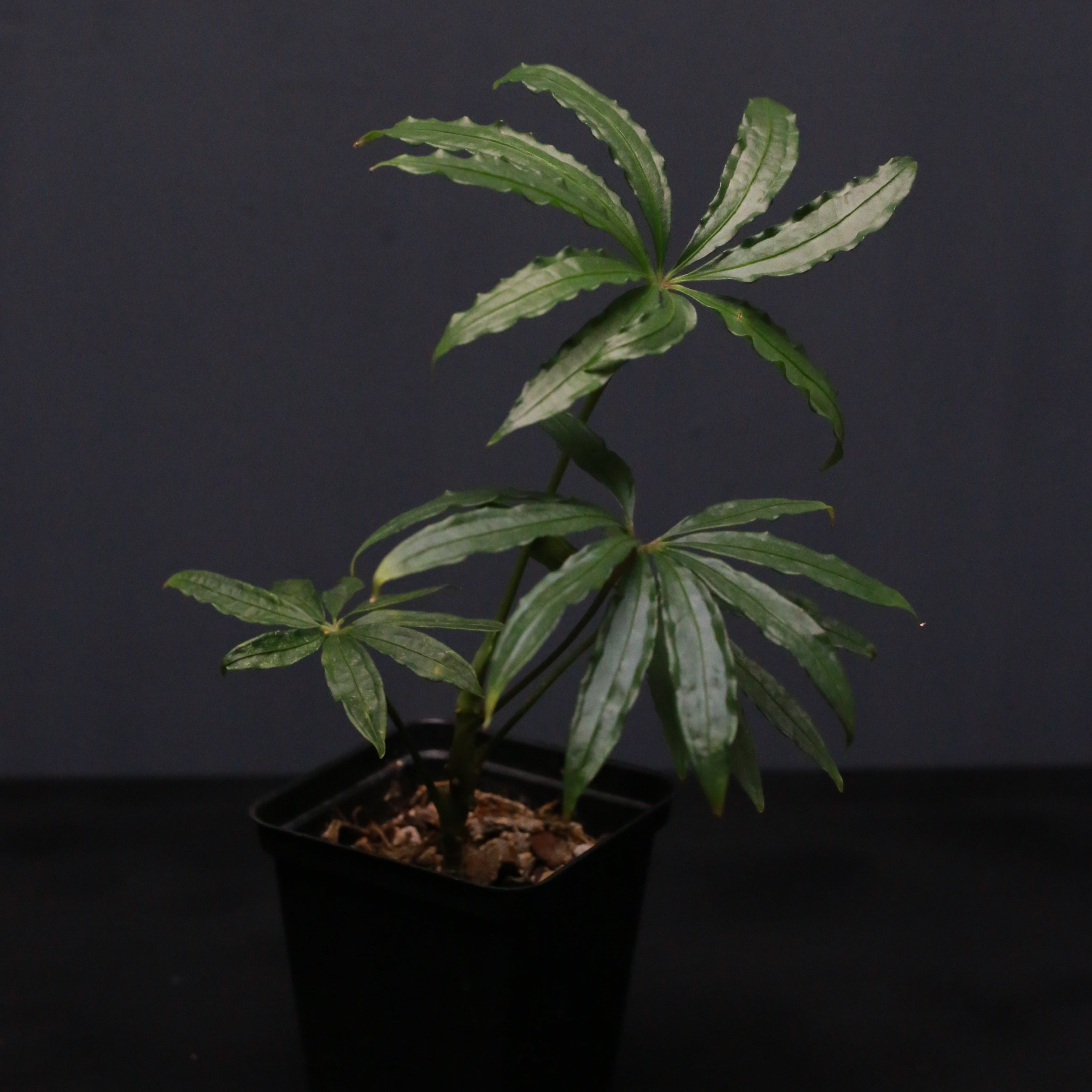 anthurium polyschistum Anthurium polyschistum – Green Mirrors