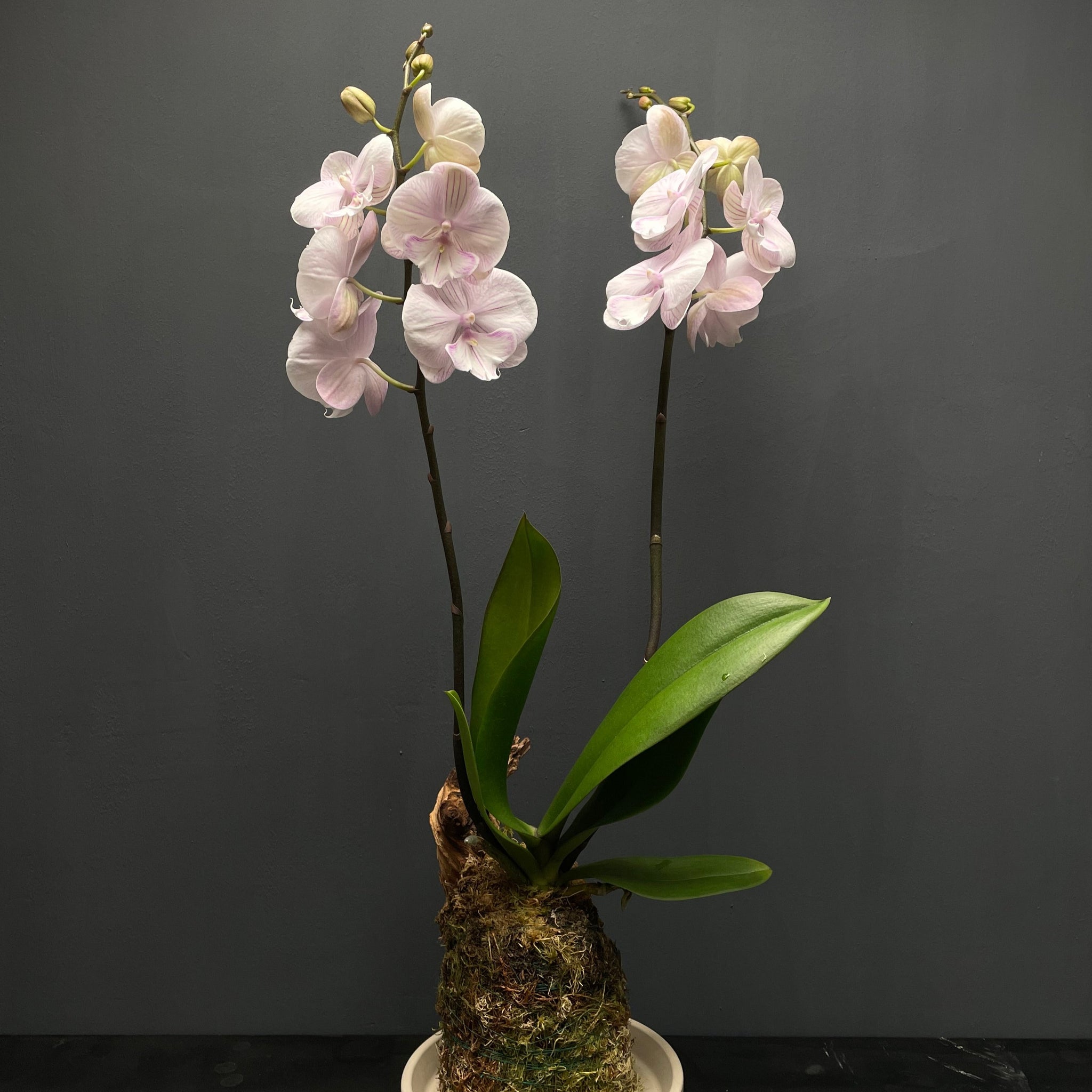 Kokedama orhidee