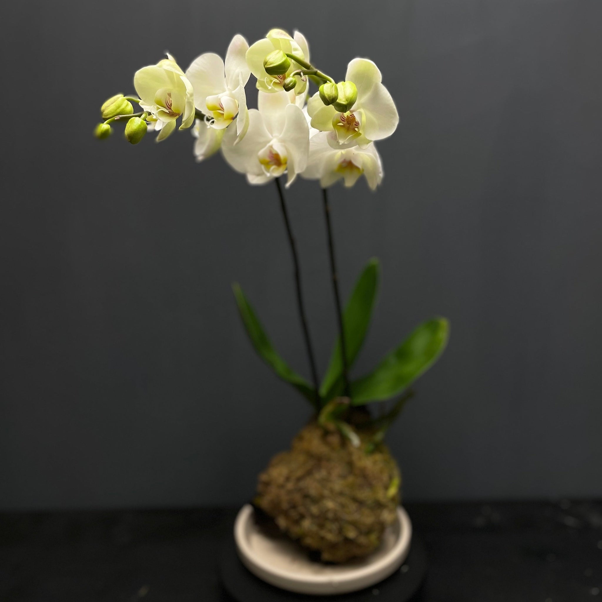 Kokedama orhidee