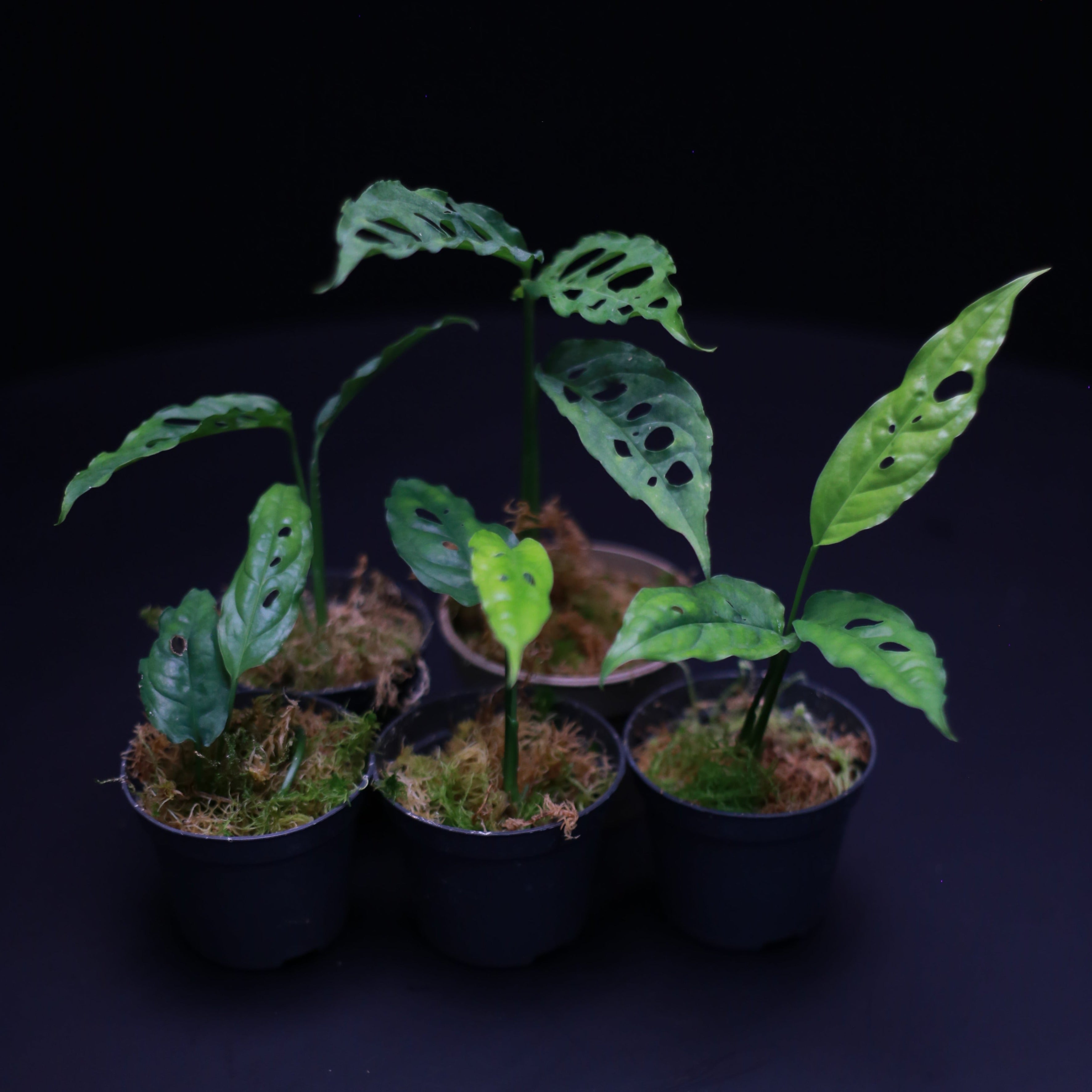 Monstera obliqua Peru – Green Mirrors