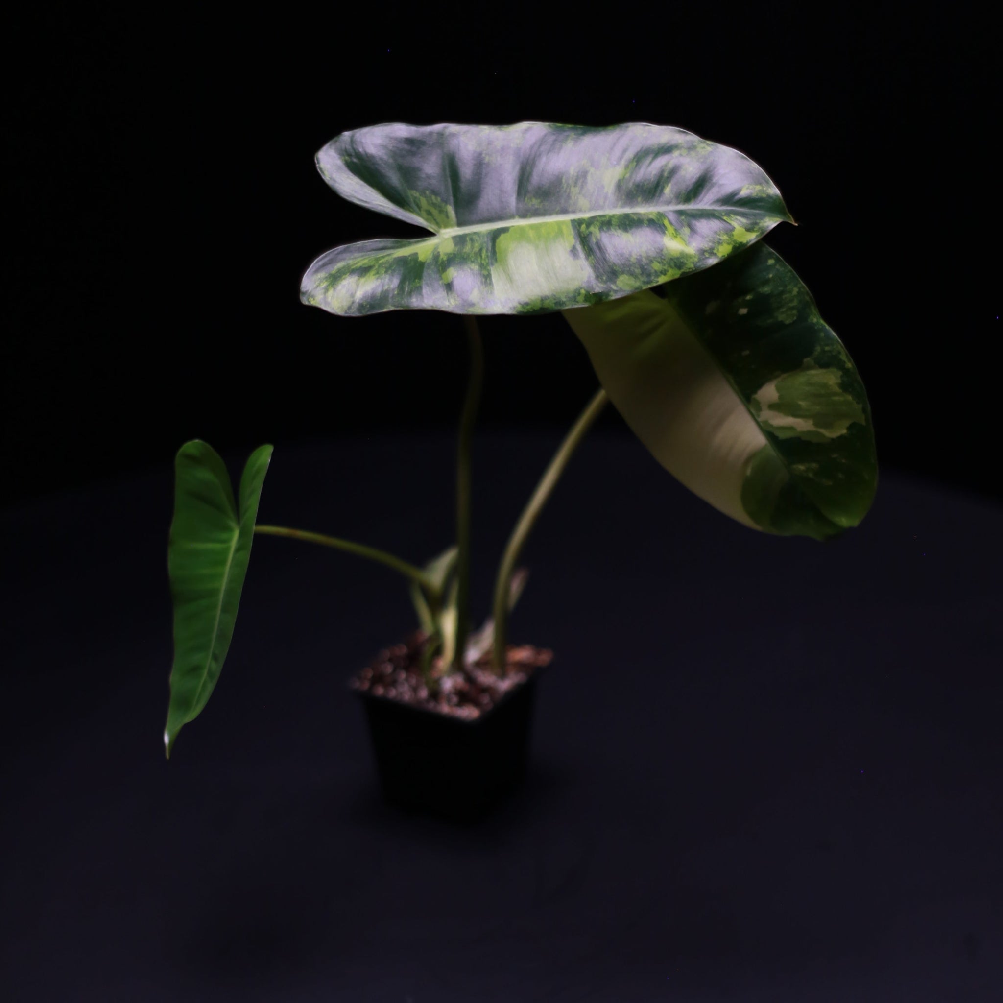 Green-Mirrors-Philodendron-burle-marx-variegata-2
