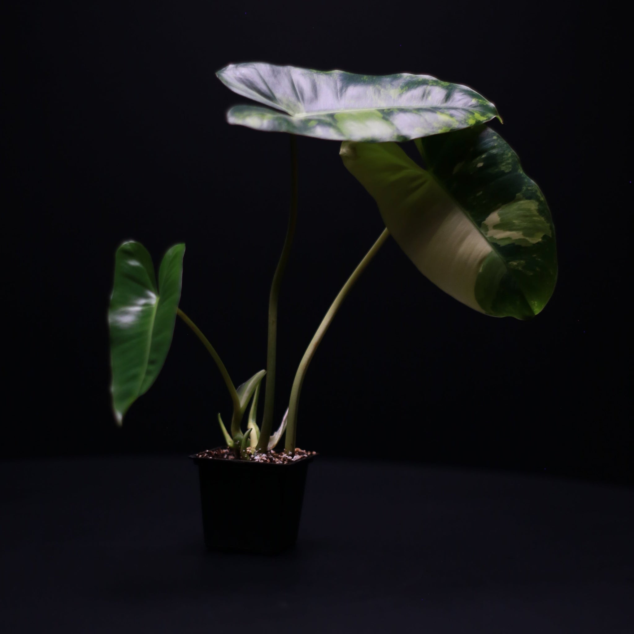 Green-Mirrors-Philodendron-burle-marx-variegata-3