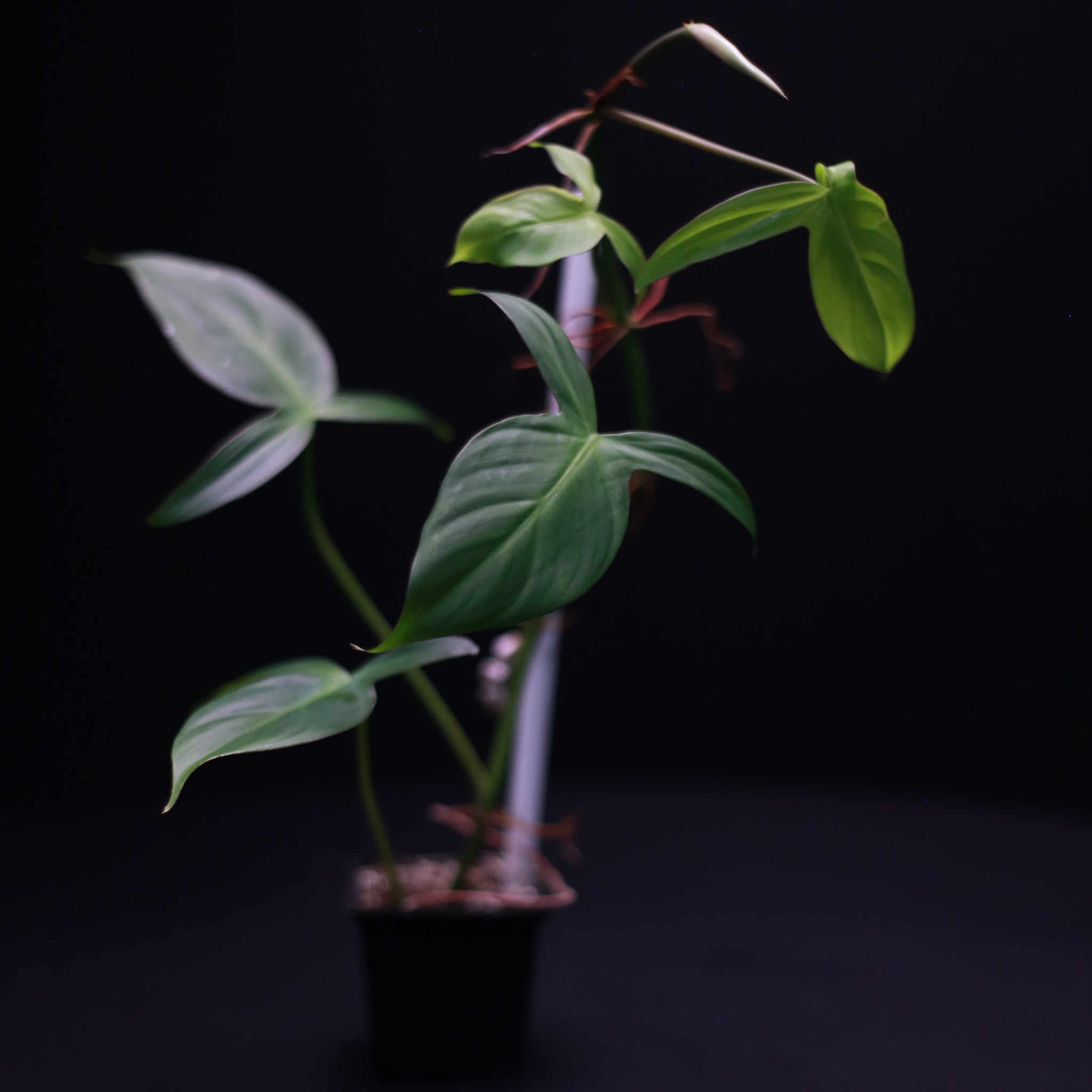 Green-Mirrors-Philodendron-camposportoanum-1