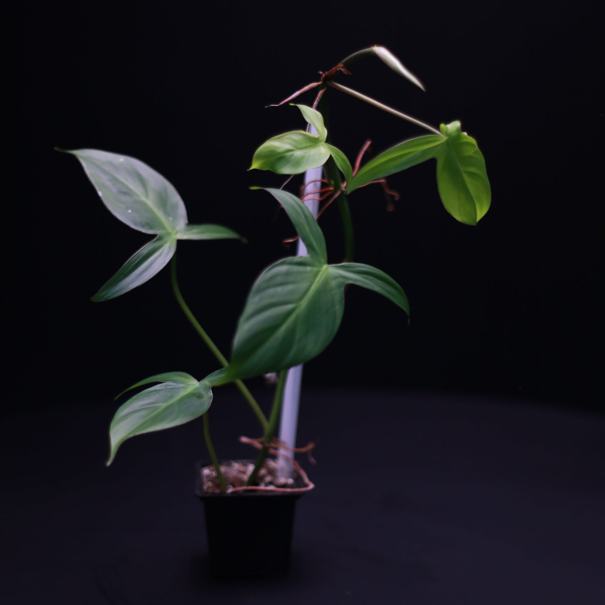 Green-Mirrors-Philodendron-camposportoanum-2