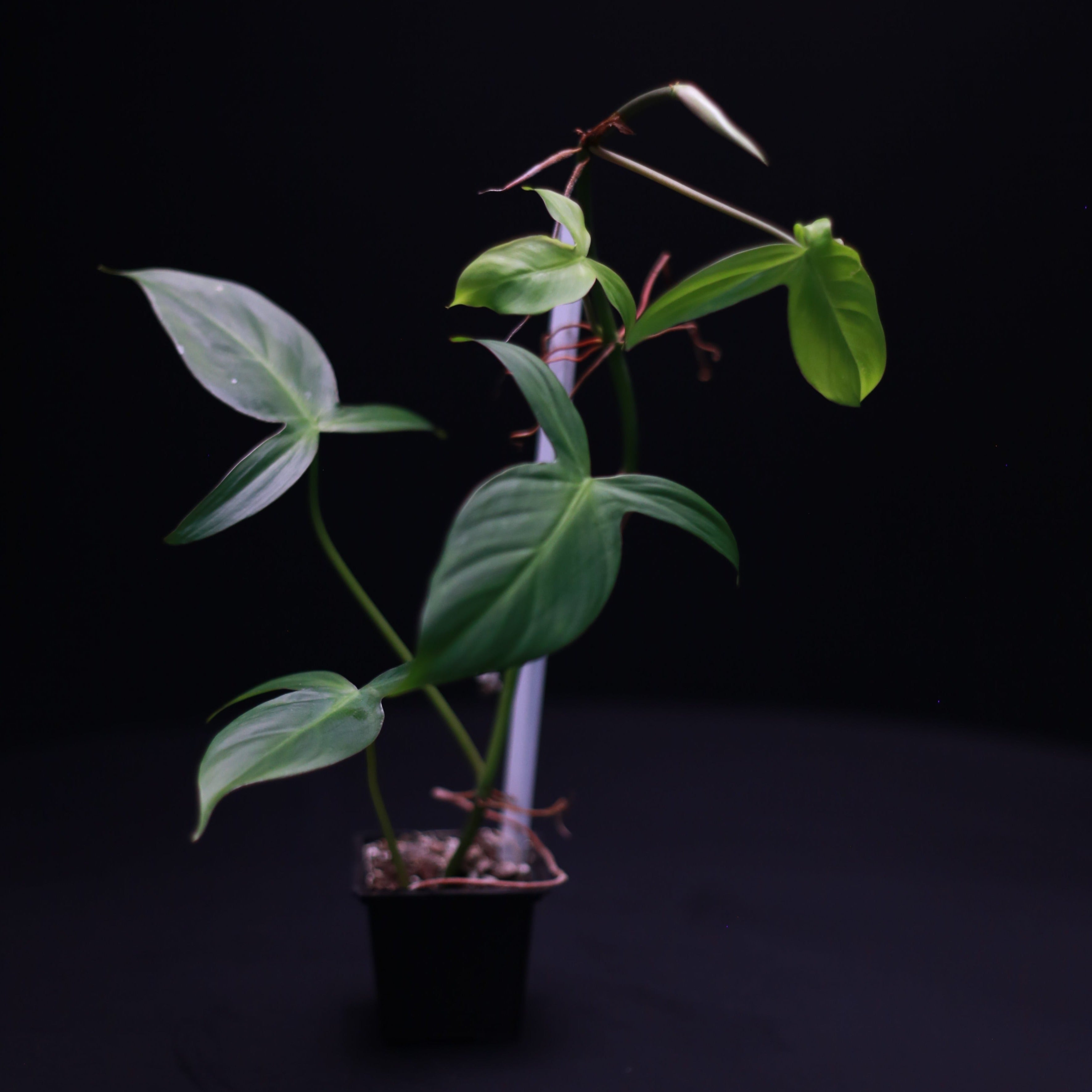 philodendron camposportoanum rare Philodendron camposportoanum – Green Mirrors