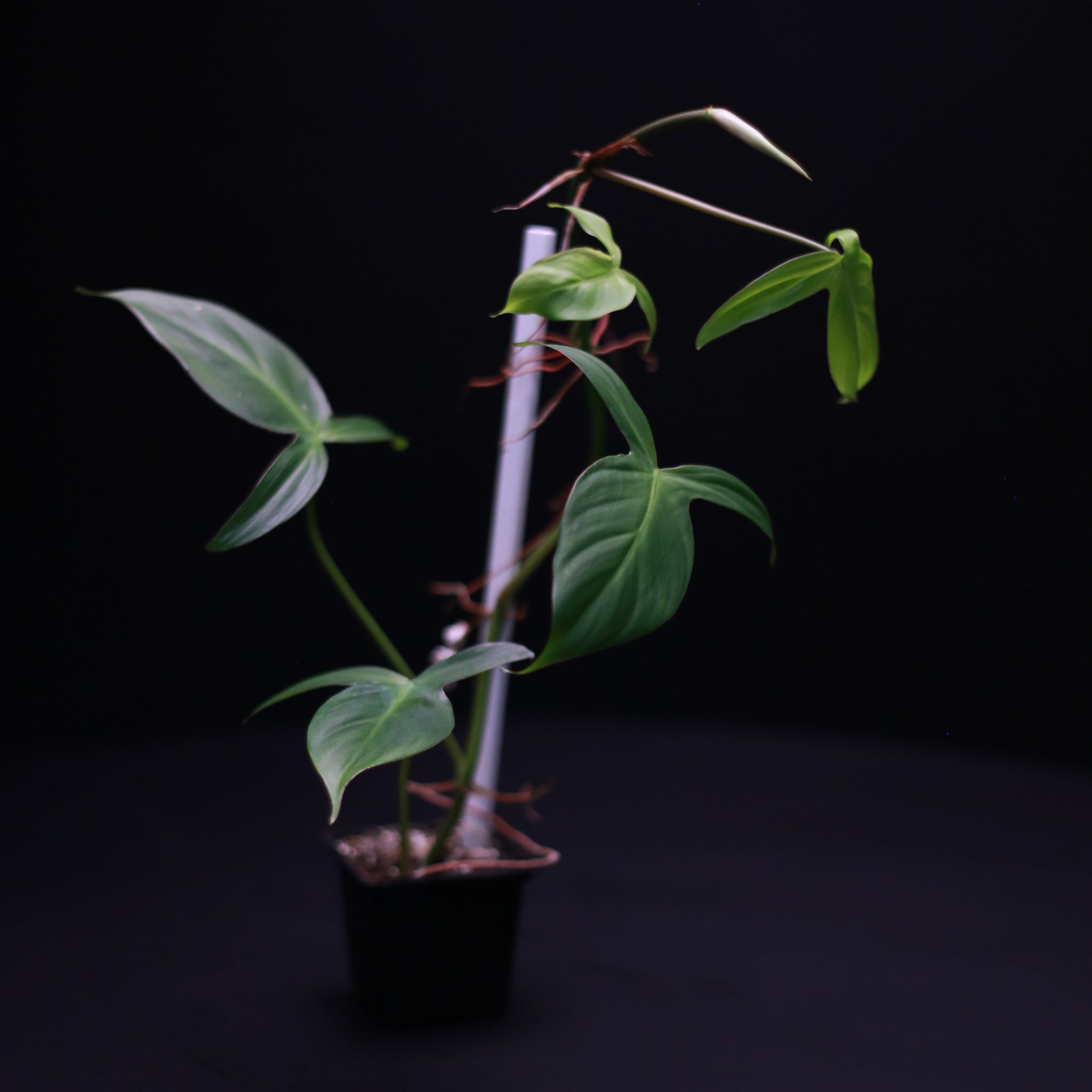Green-Mirrors-Philodendron-camposportoanum-3