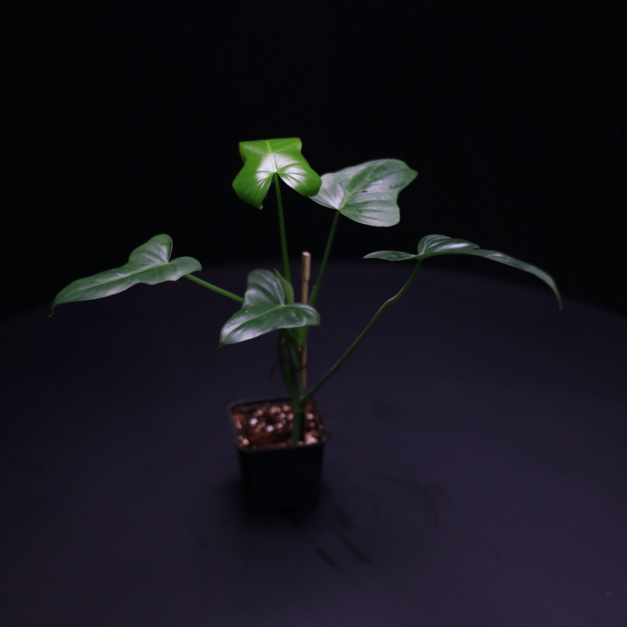 philodendron black dragon Philodendron golden dragon – Green Mirrors