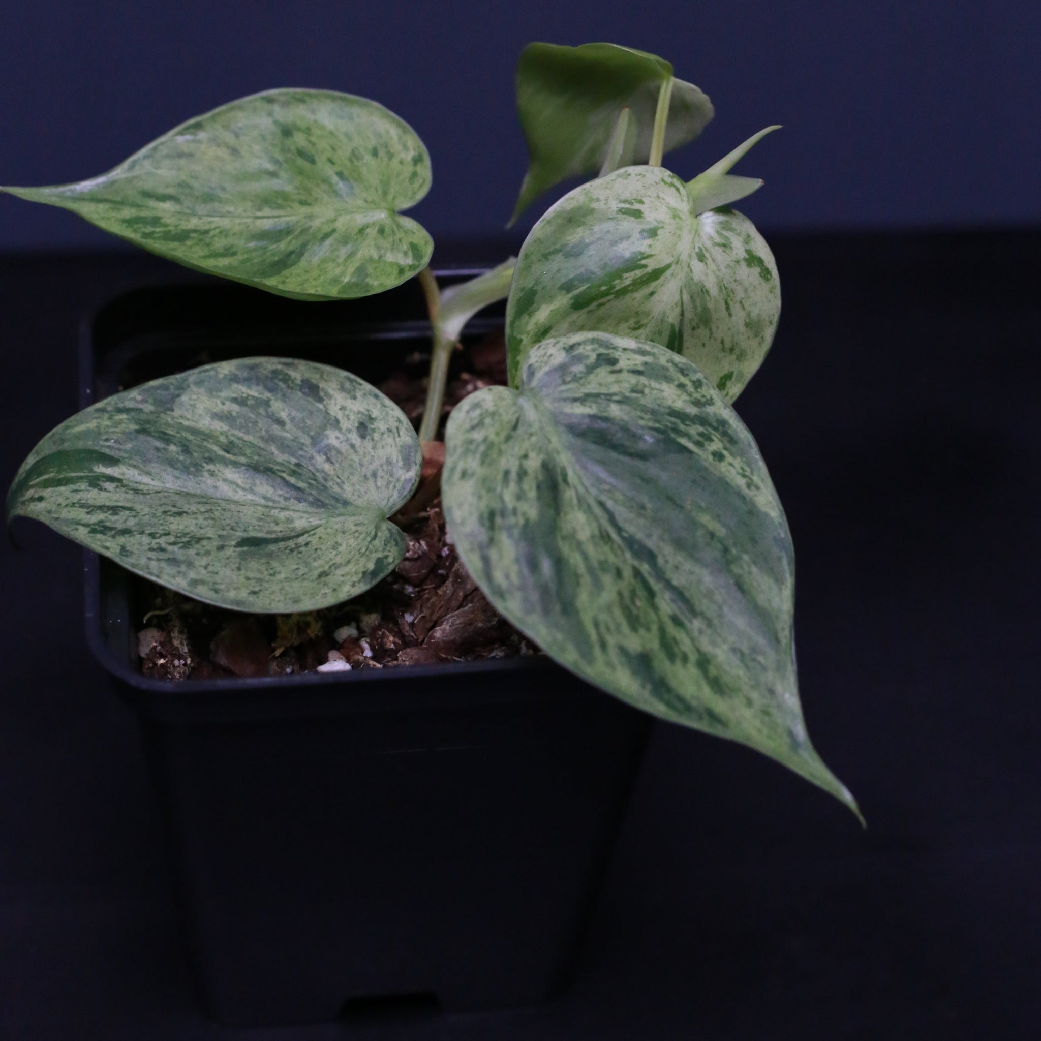 Philodendron hederaceum variegat