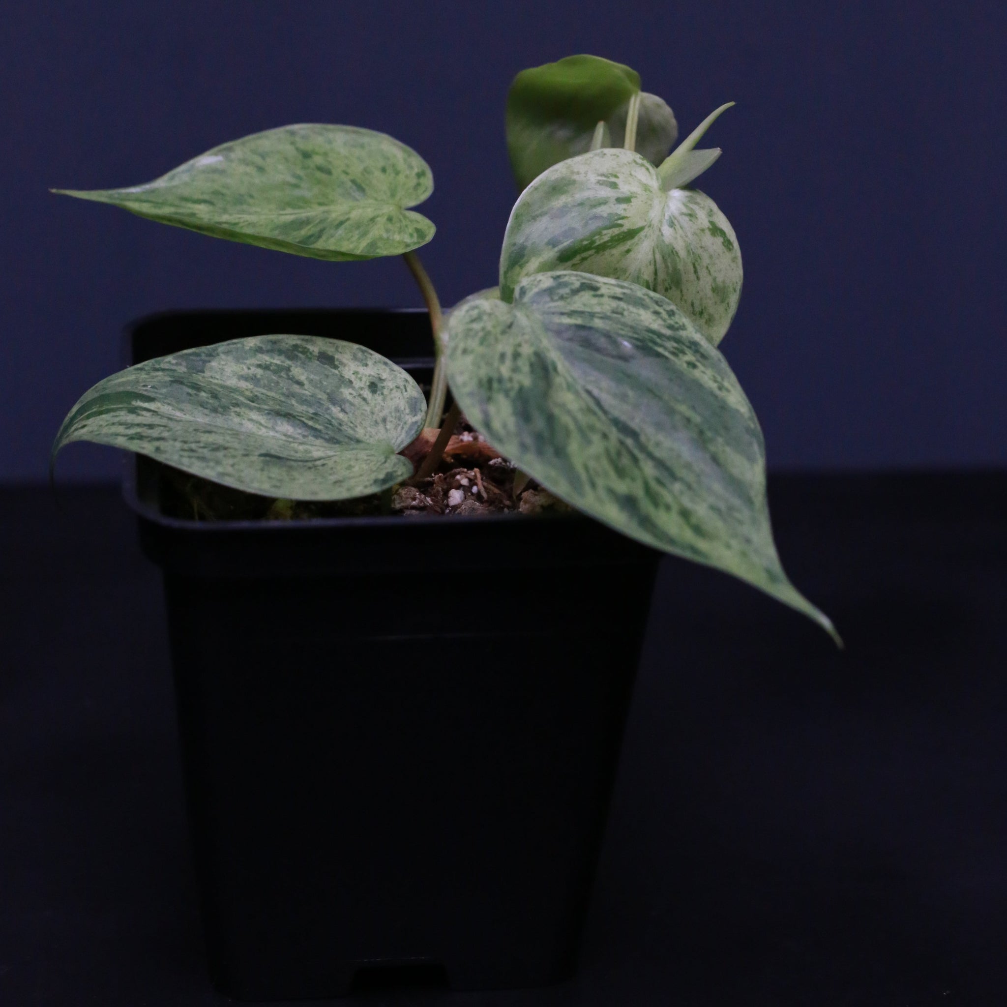 Philodendron hederaceum variegat