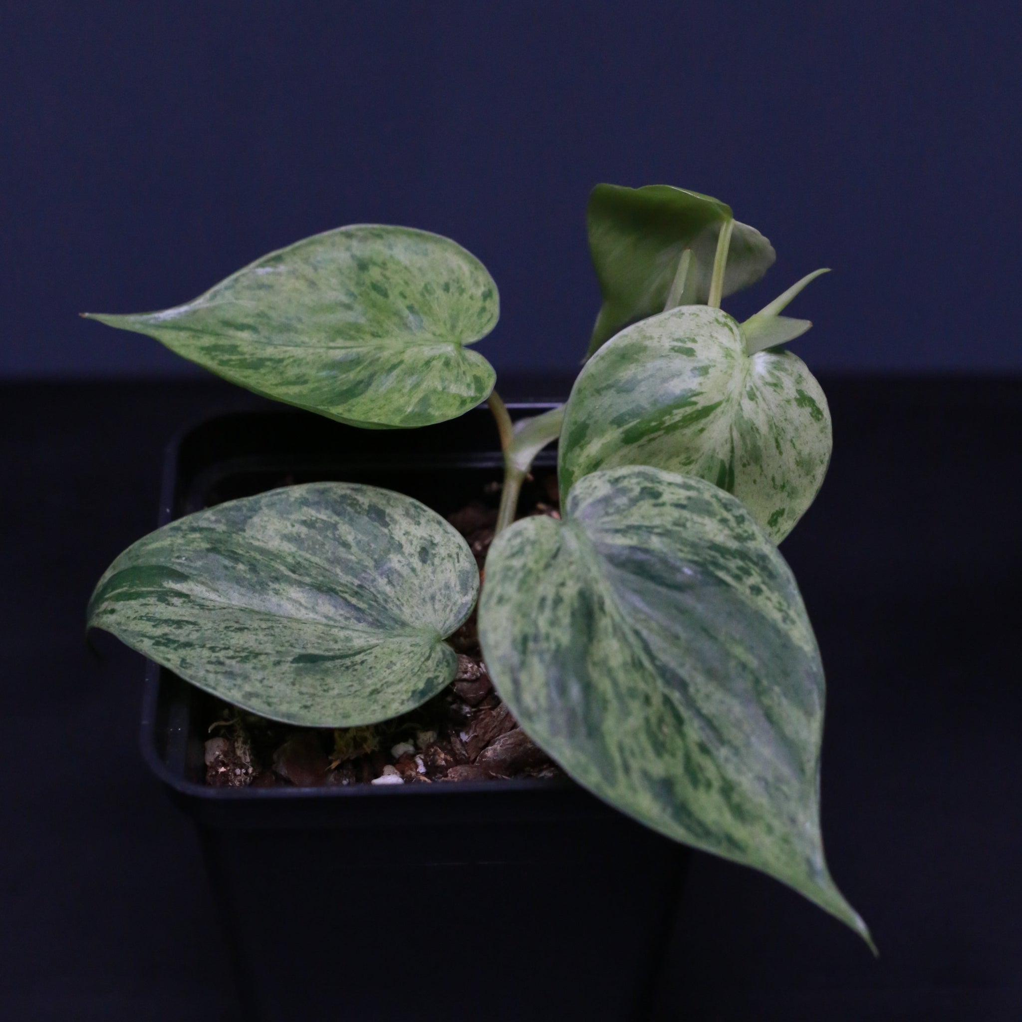 Philodendron hederaceum variegat