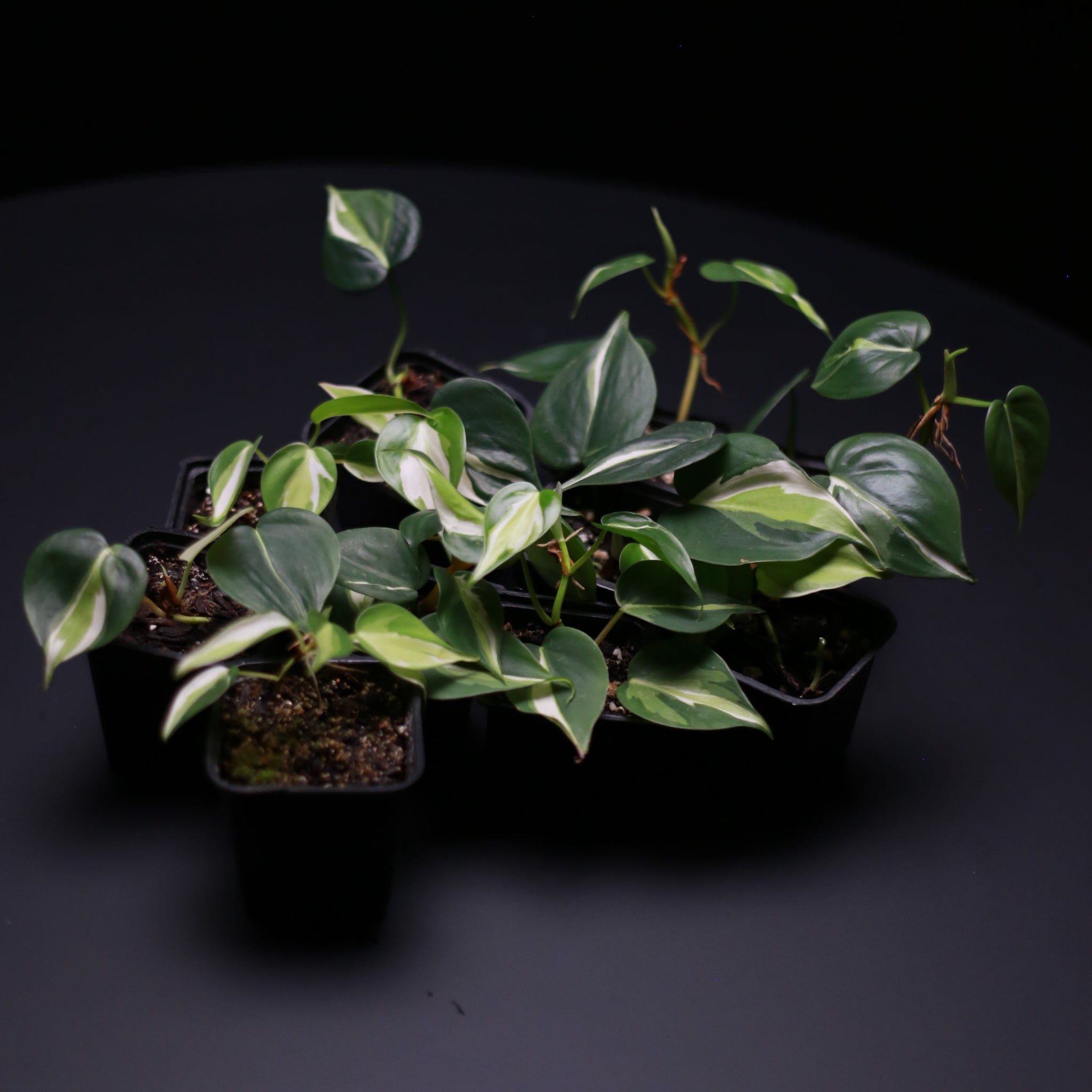 Green-Mirrors-Philodendron-hederaceum-cream-splash-2