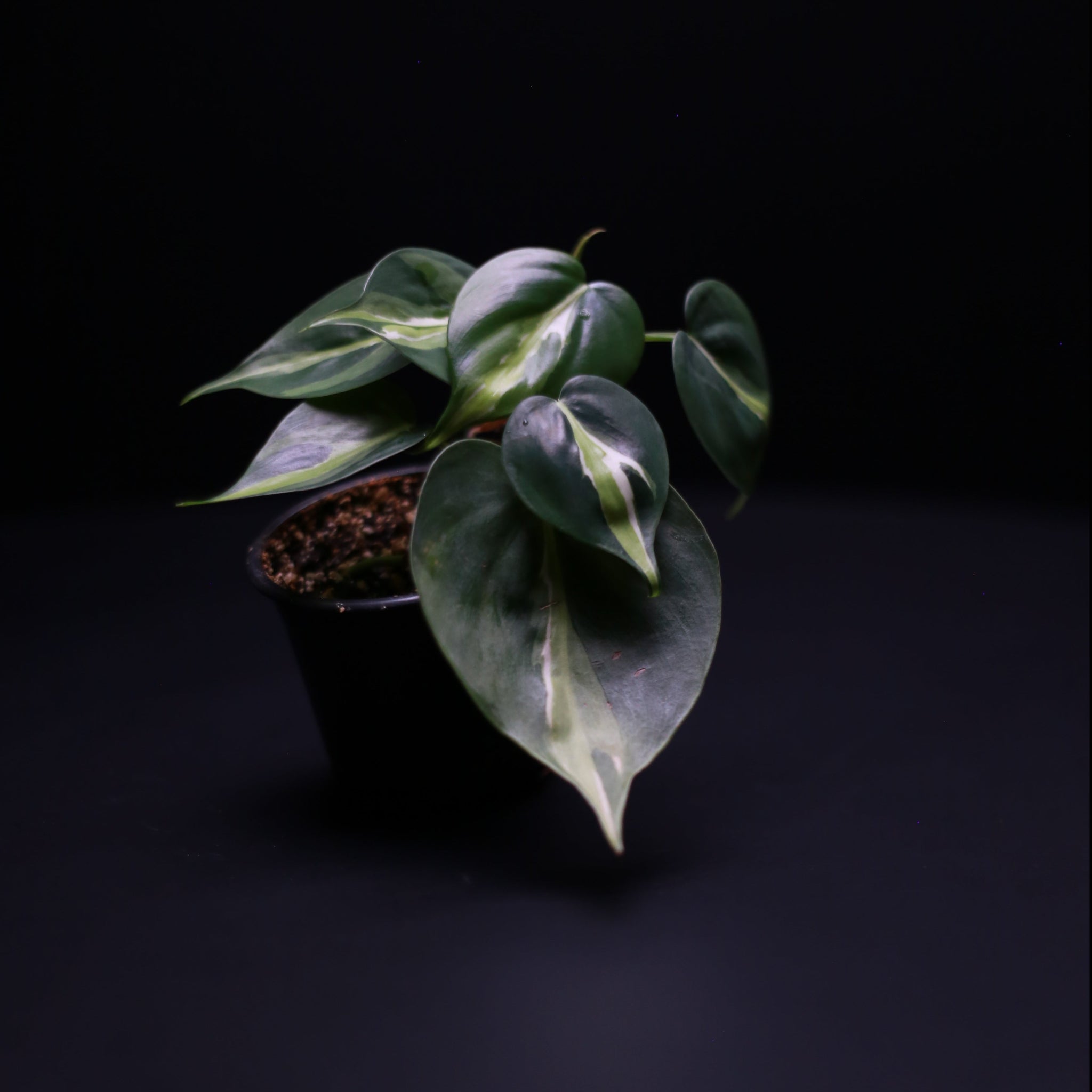 Green-Mirrors-Philodendron-hederaceum-cream-splash-1