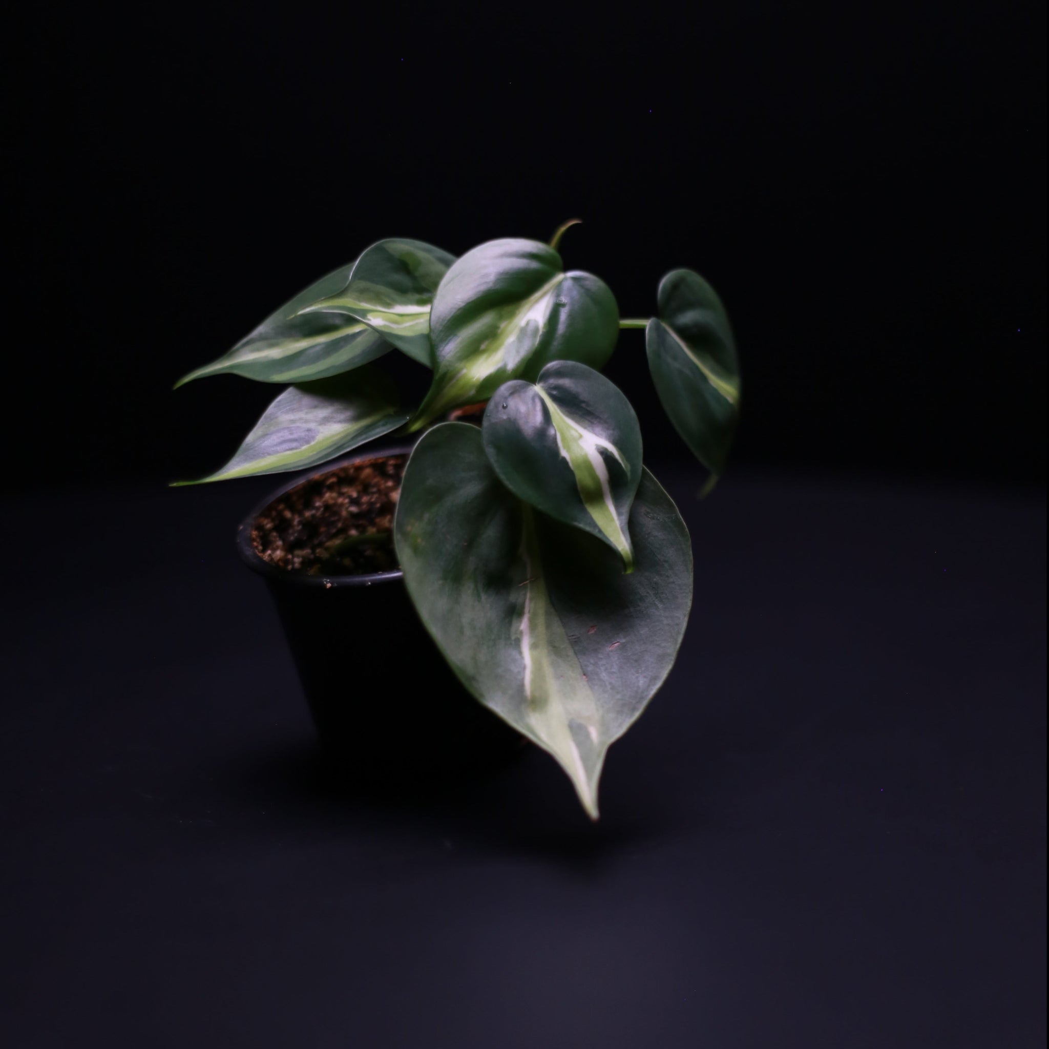 philodendron hederaceum cream splash Philodendron hederaceum cream splash – Green Mirrors