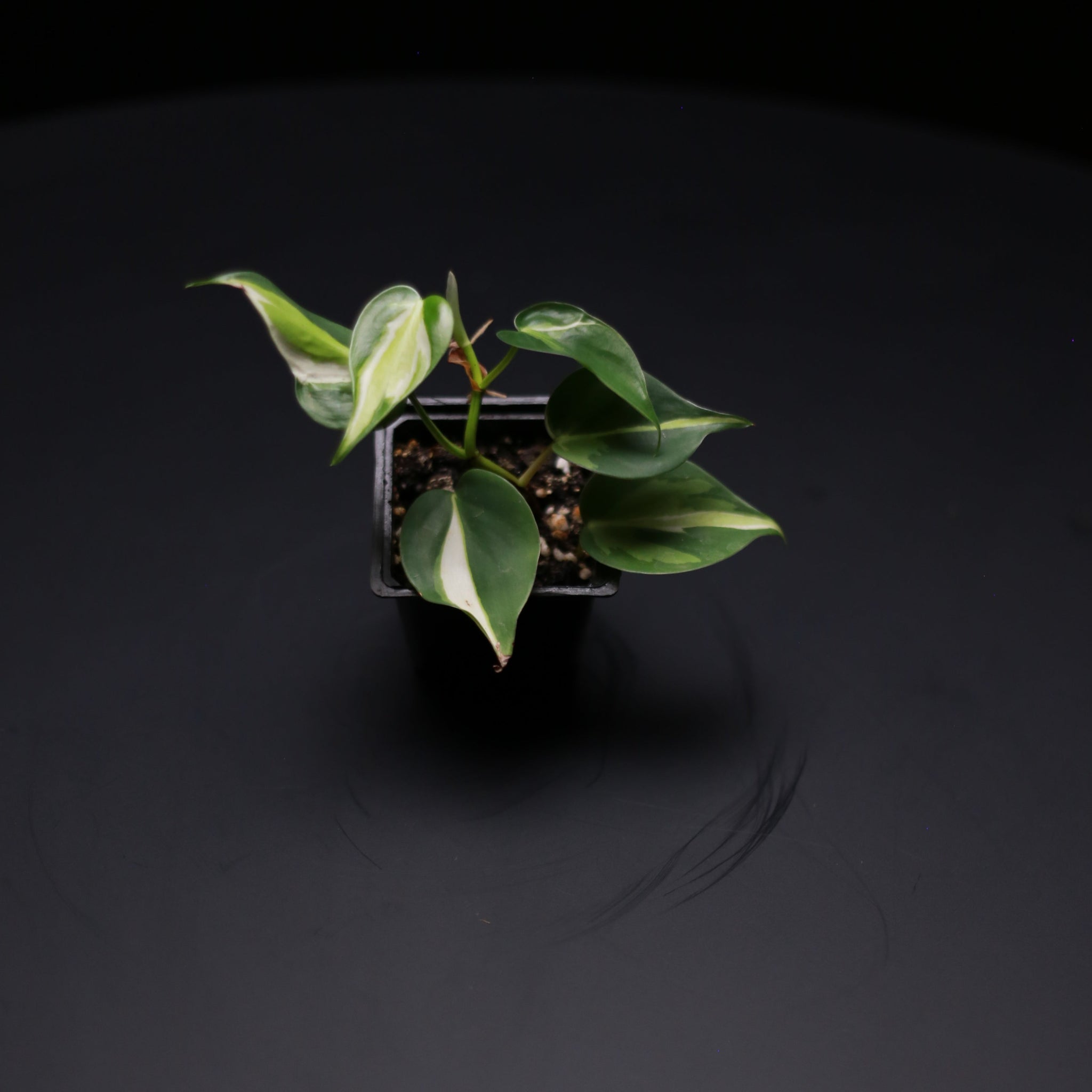 Green-Mirrors-Philodendron-hederaceum-cream-splash-3