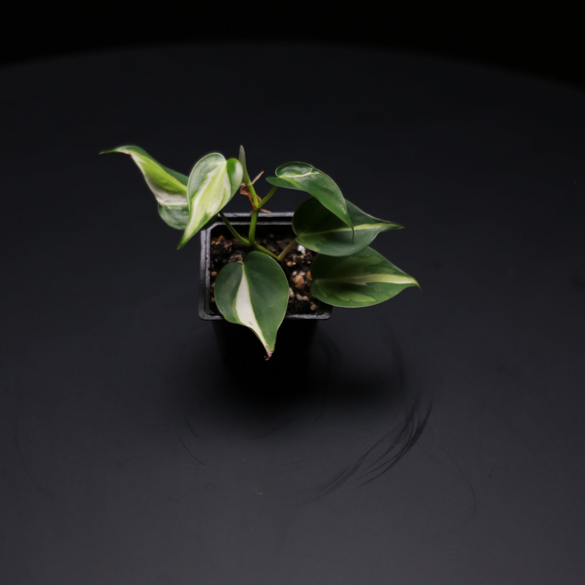 philodendron cream splash australia Philodendron hederaceum cream splash – Green Mirrors