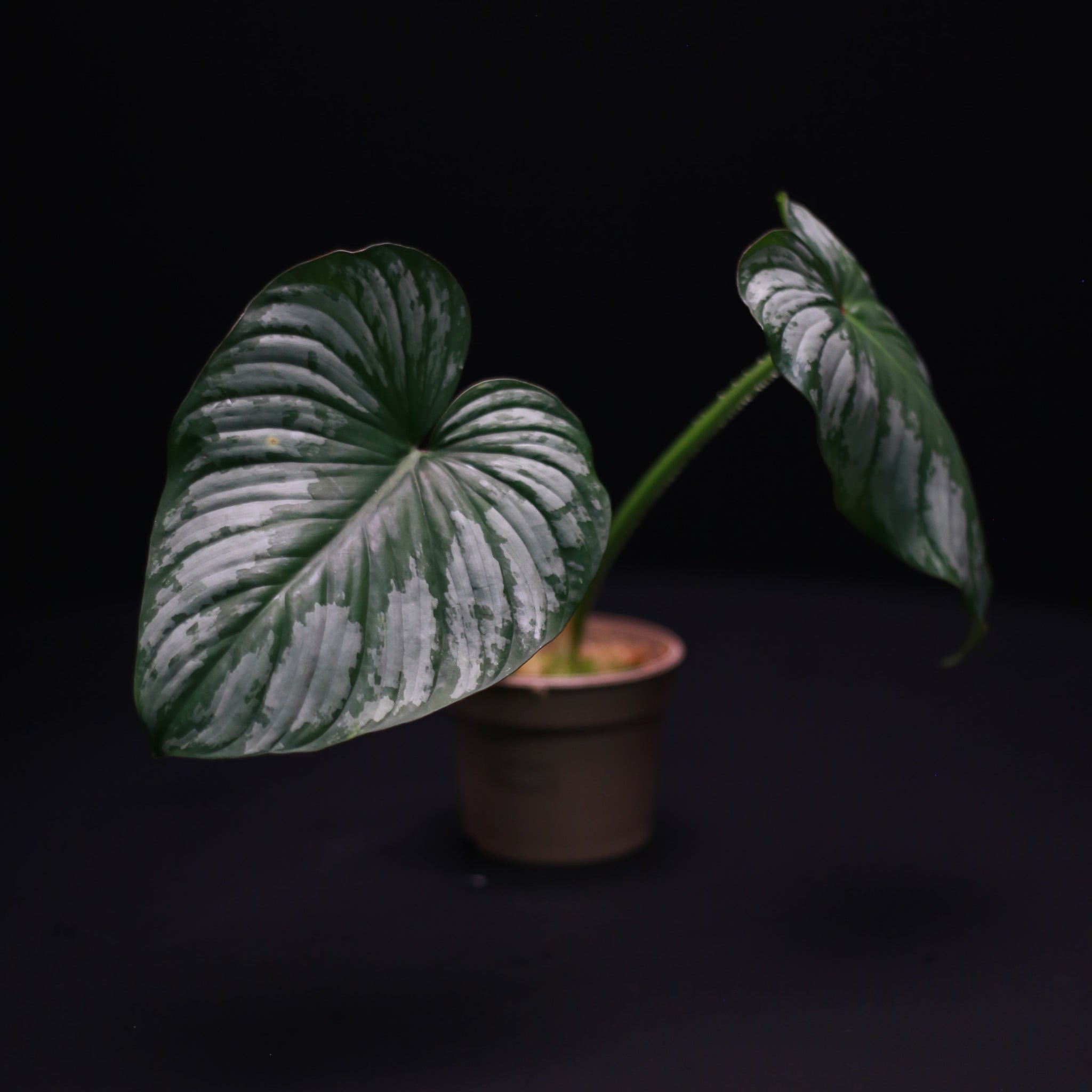 Green-Mirrors-Philodendron-mamei-2