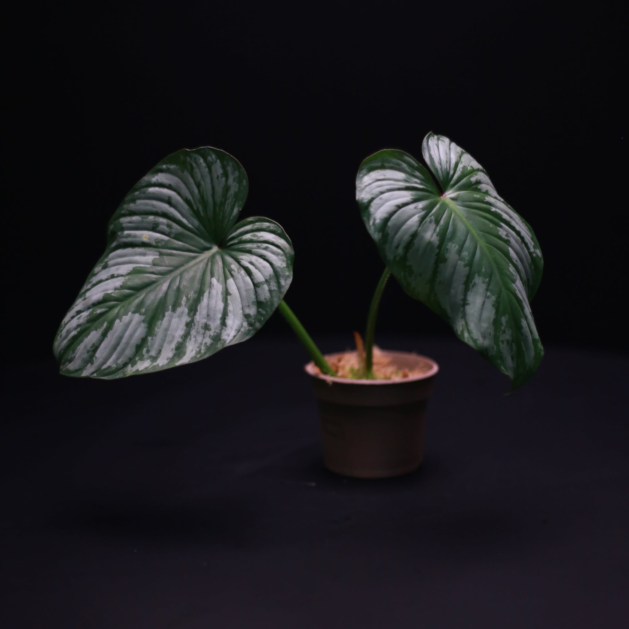 Green-Mirrors-Philodendron-mamei-3
