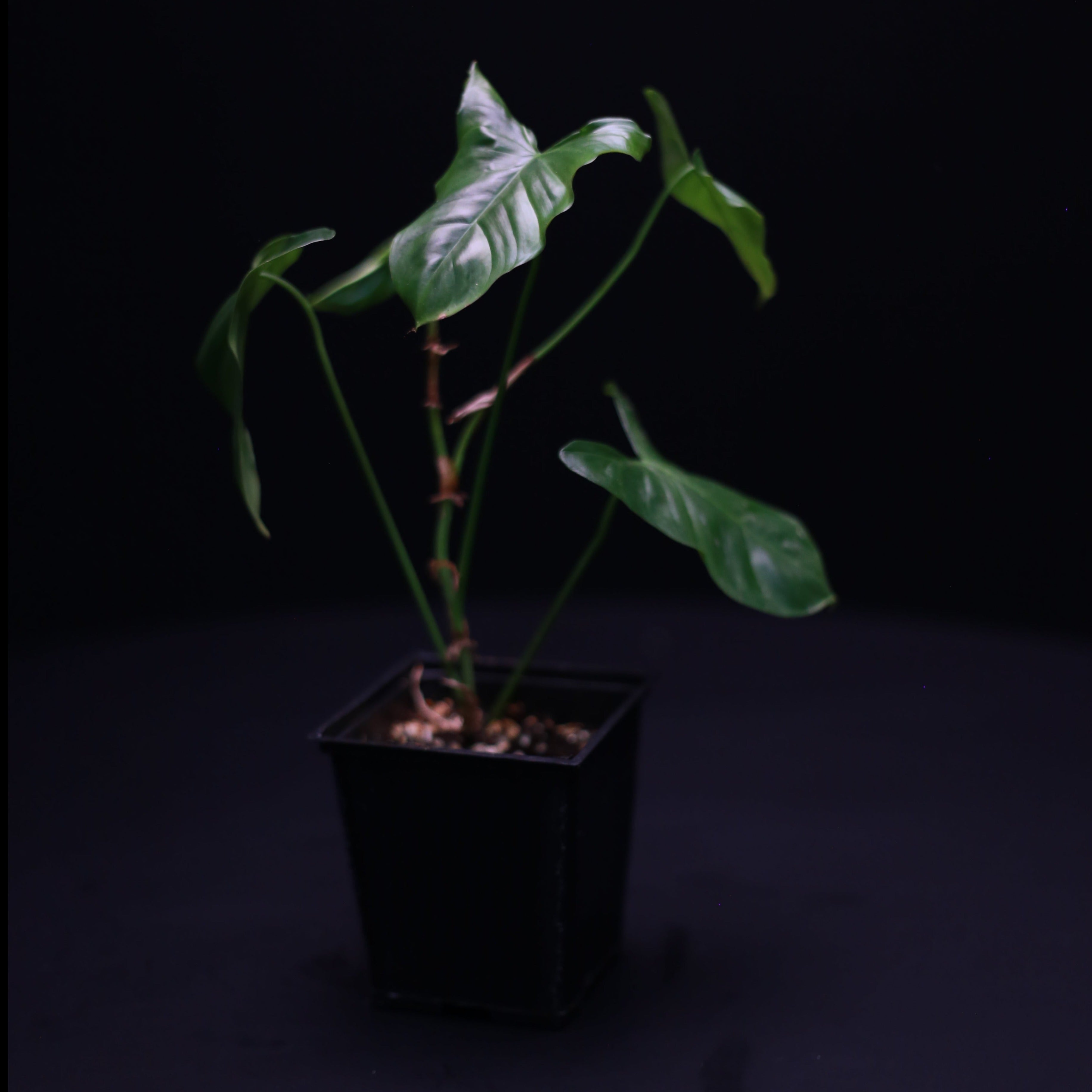 philodendron oxapapense Philodendron oxapapense – Green Mirrors