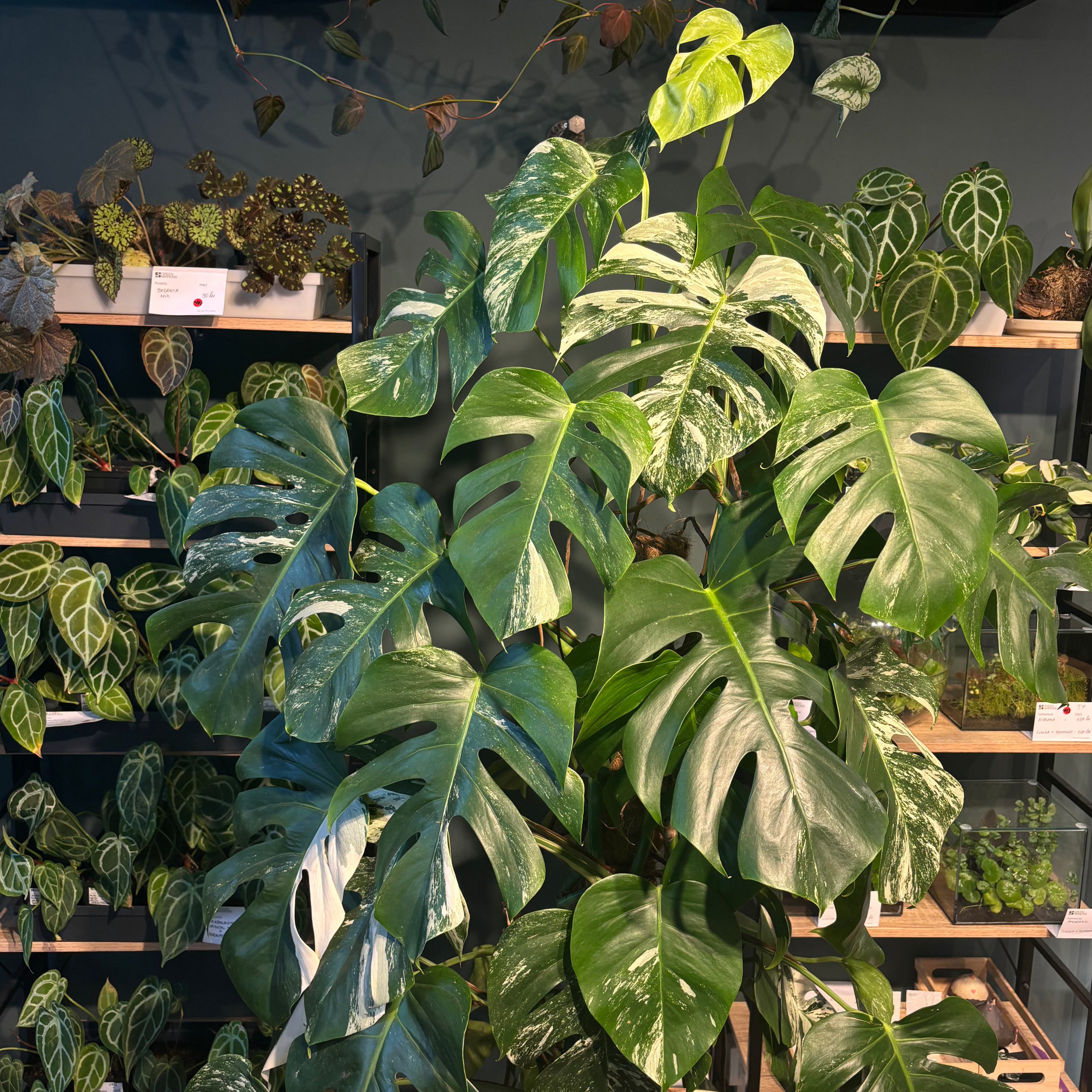 le monstera deliciosa Monstera deliciosa albo variegata 5XL – Green Mirrors