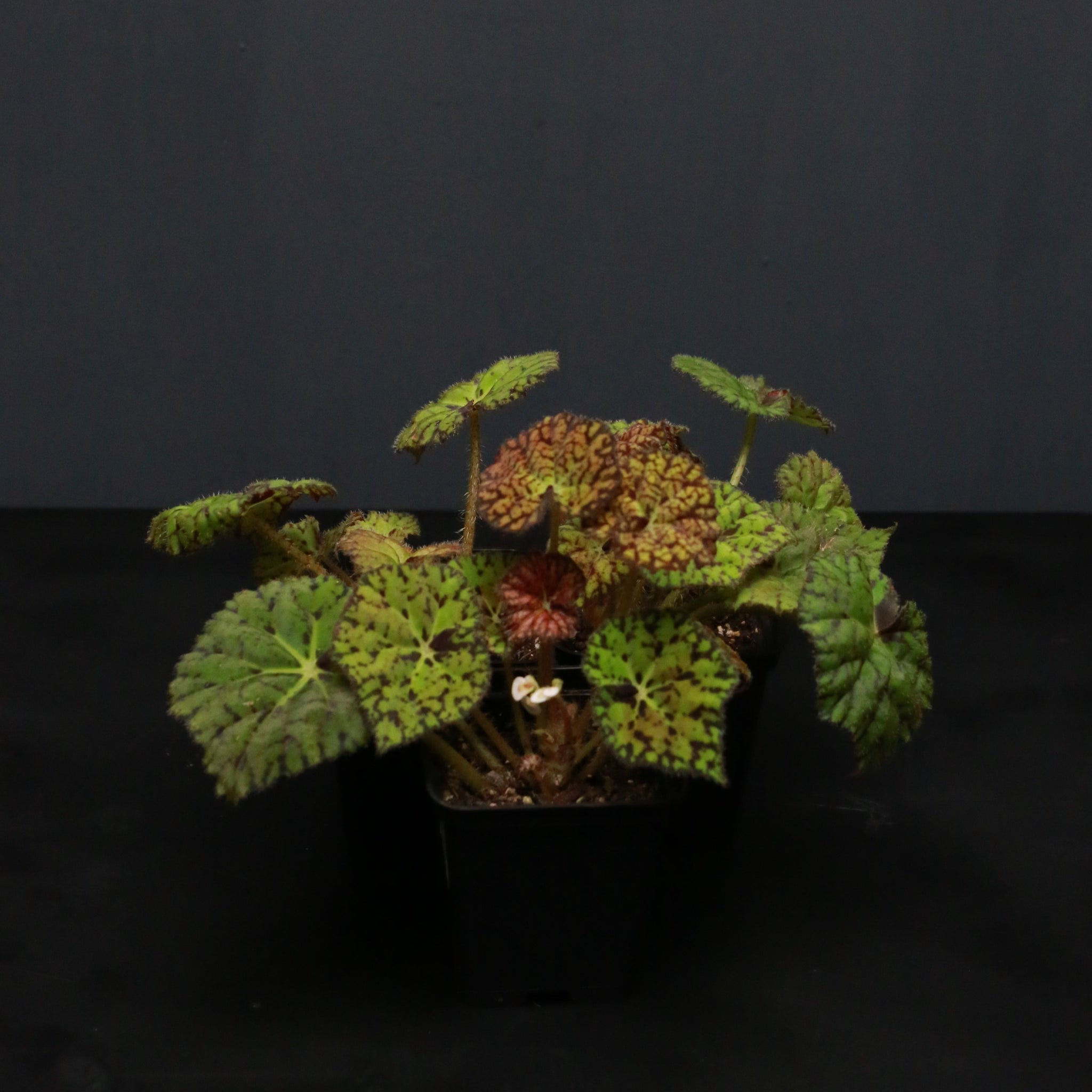 Begonia rex hybrid