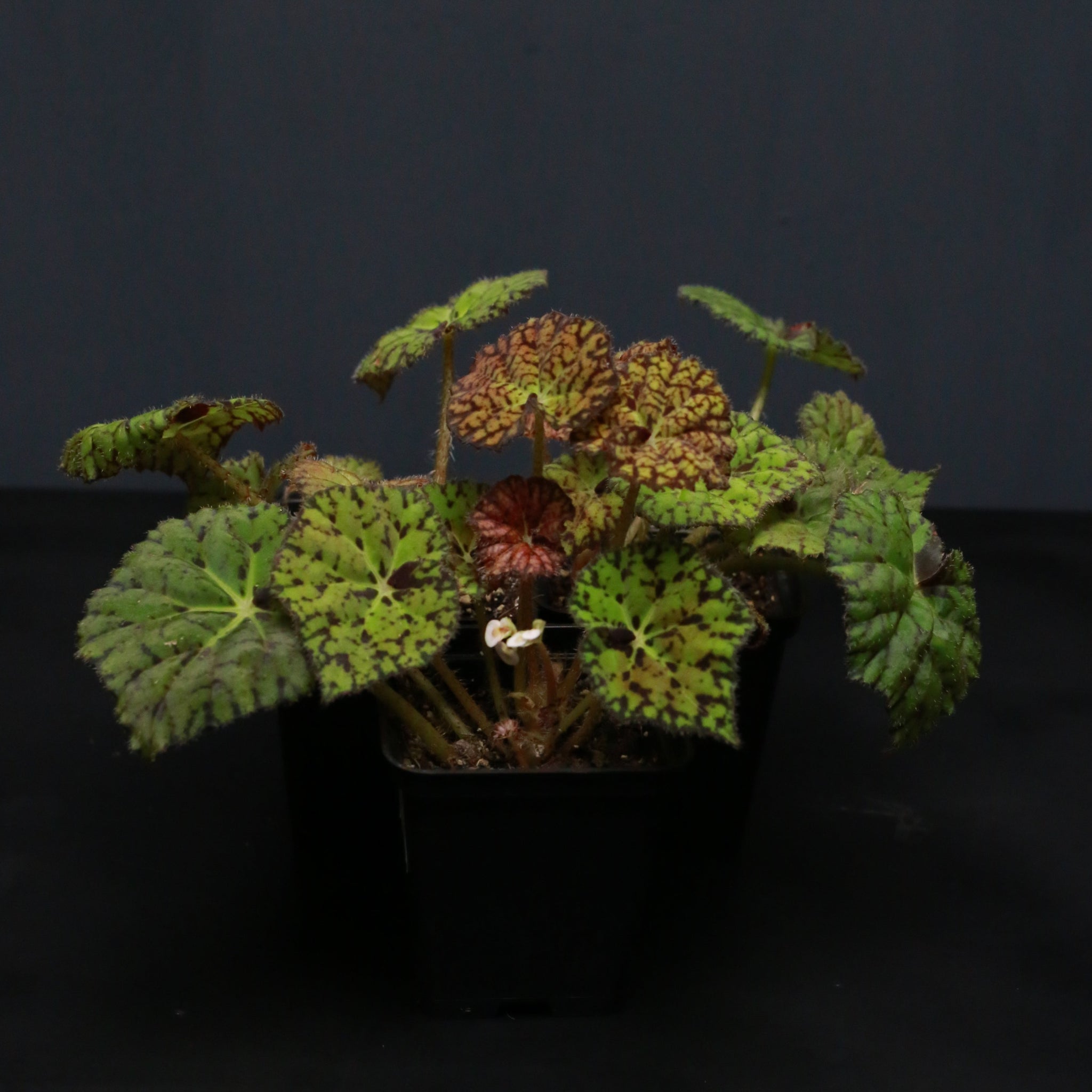 Begonia rex hybrid