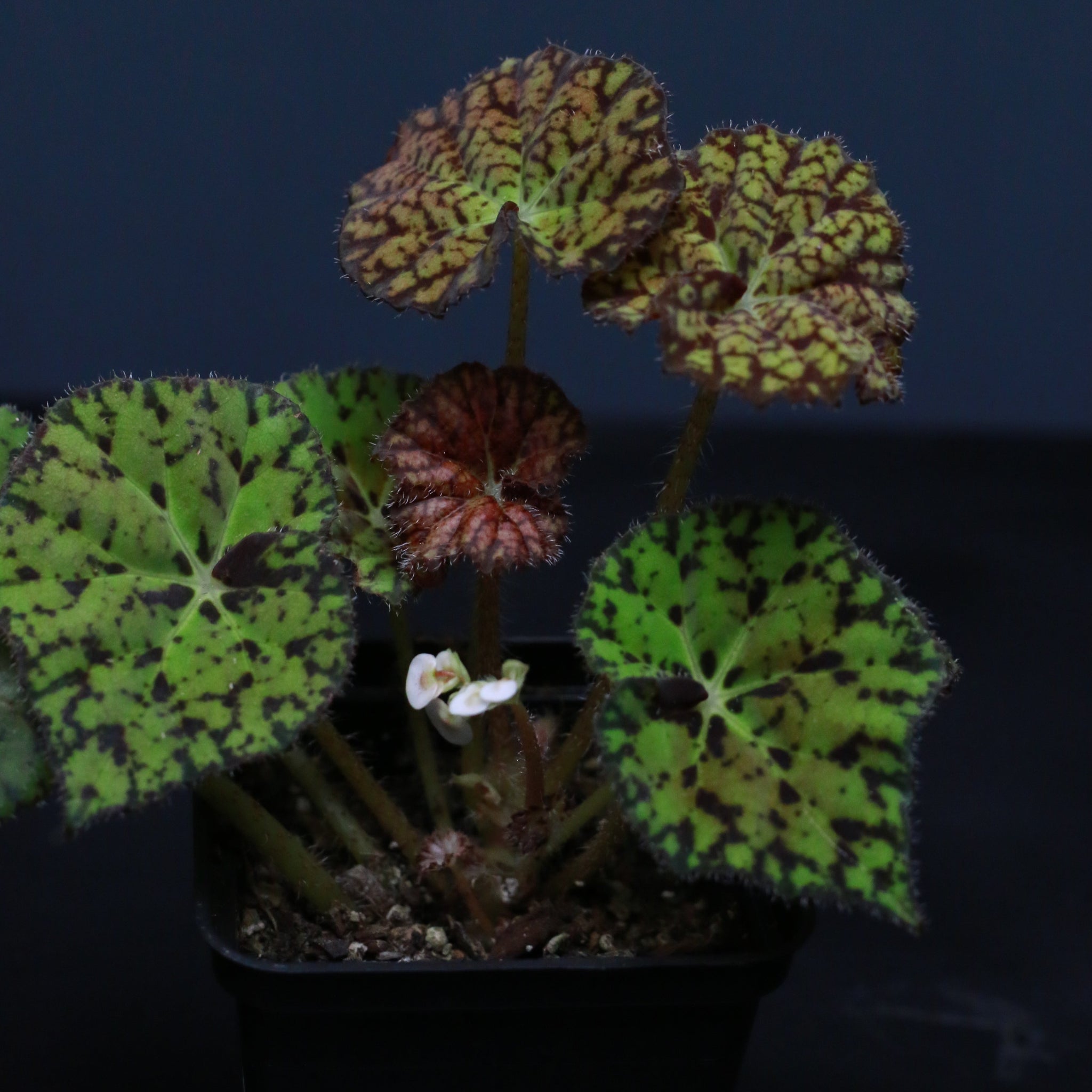 Begonia rex hybrid