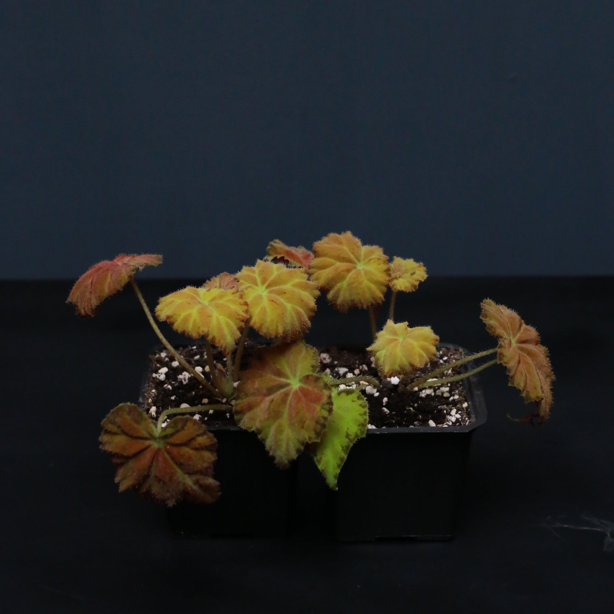 Begonia Autumn Ember