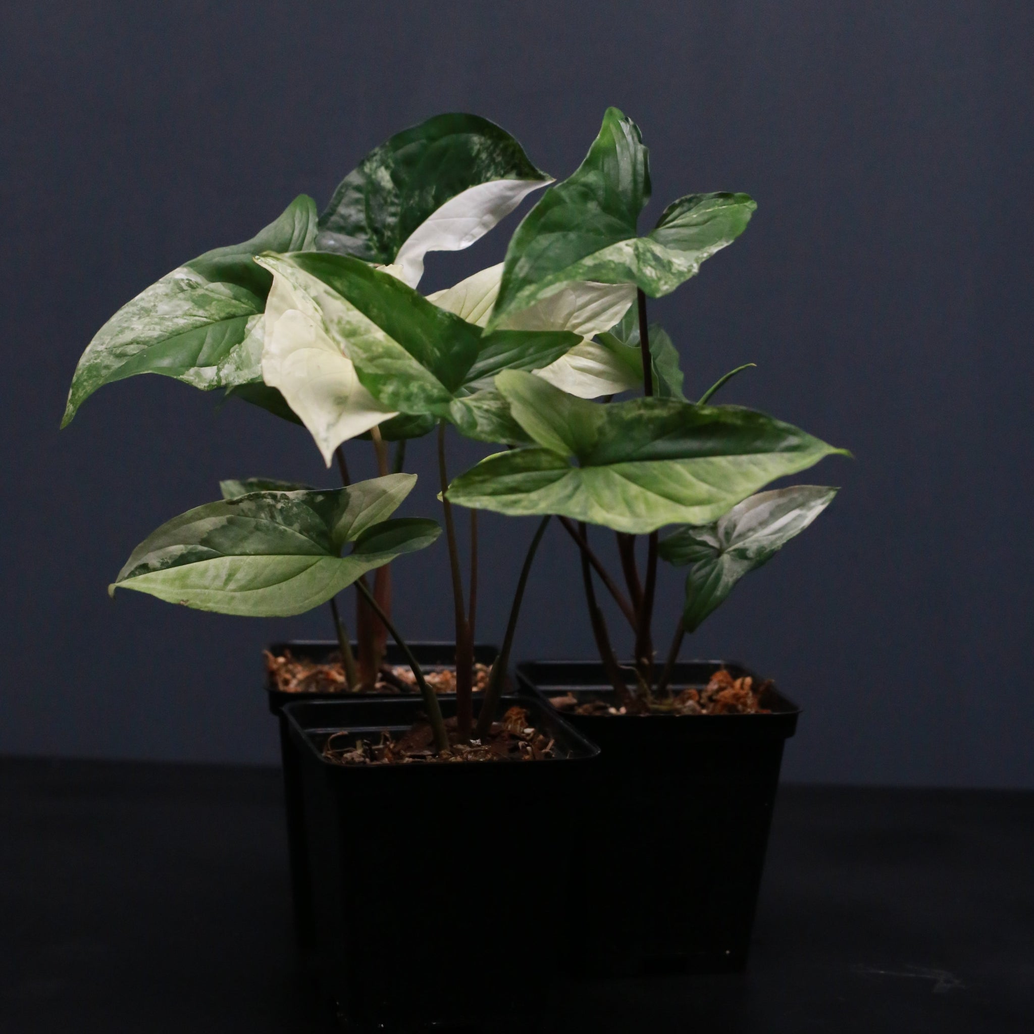 Syngonium podophyllum albo var