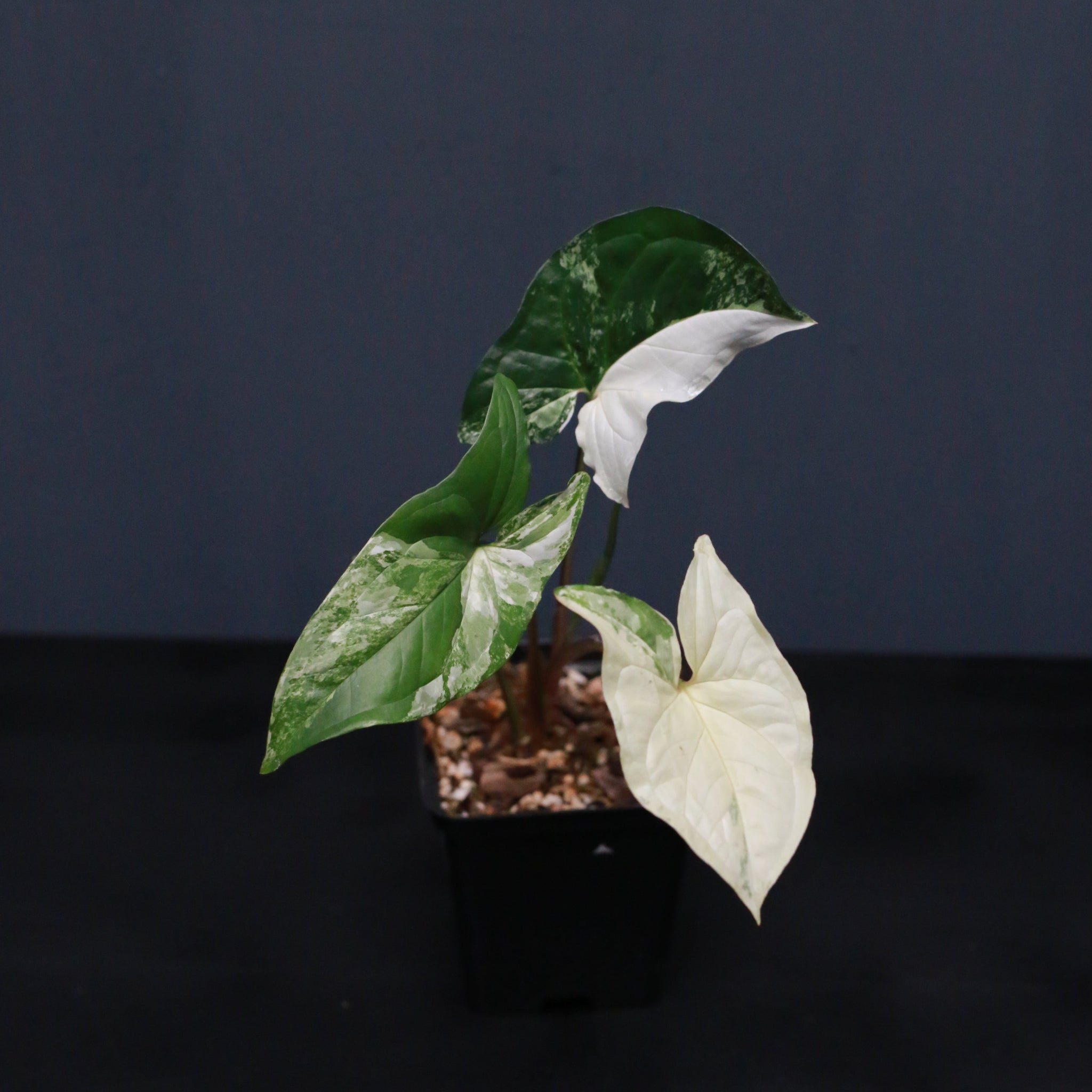 Syngonium podophyllum albo var