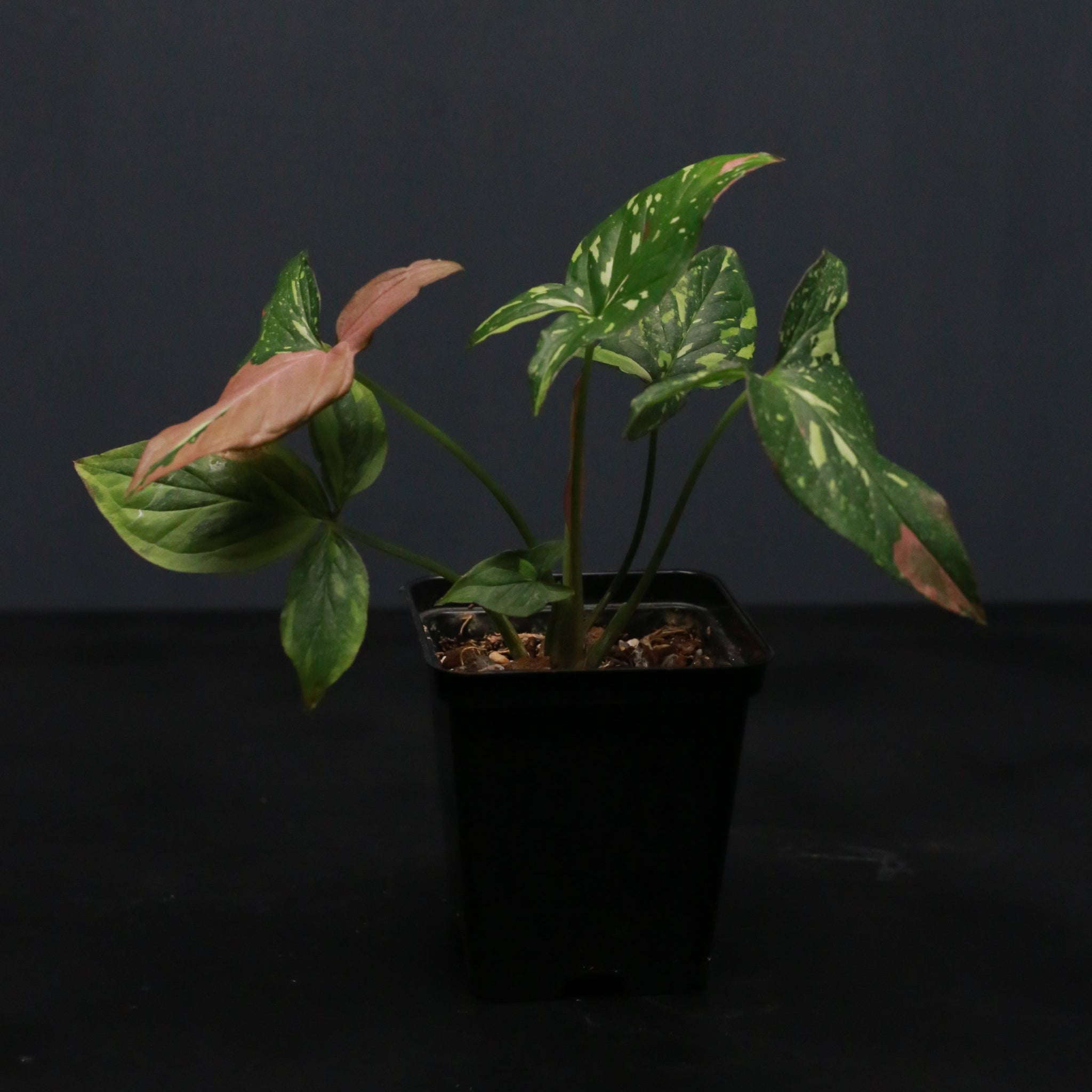 Syngonium Red Spot Tricolor