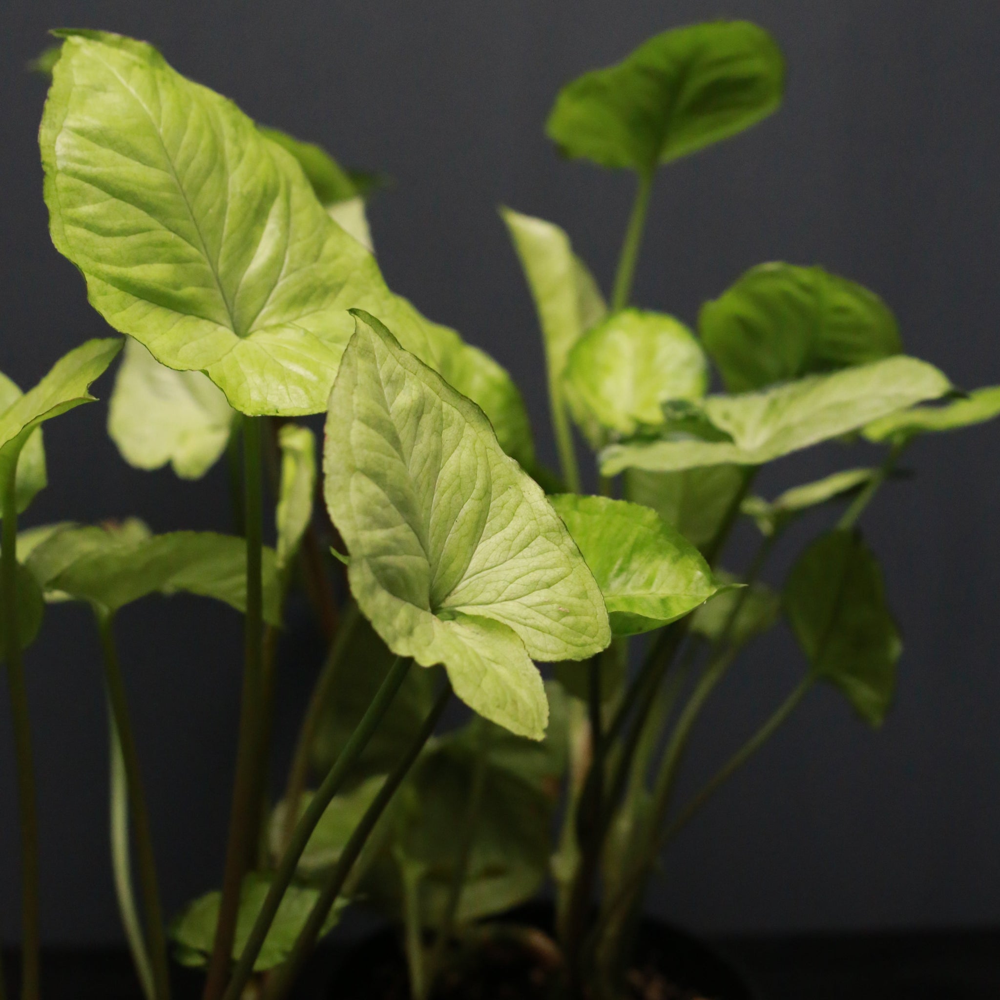 Syngonium podophyllum 'Siver Pearl'